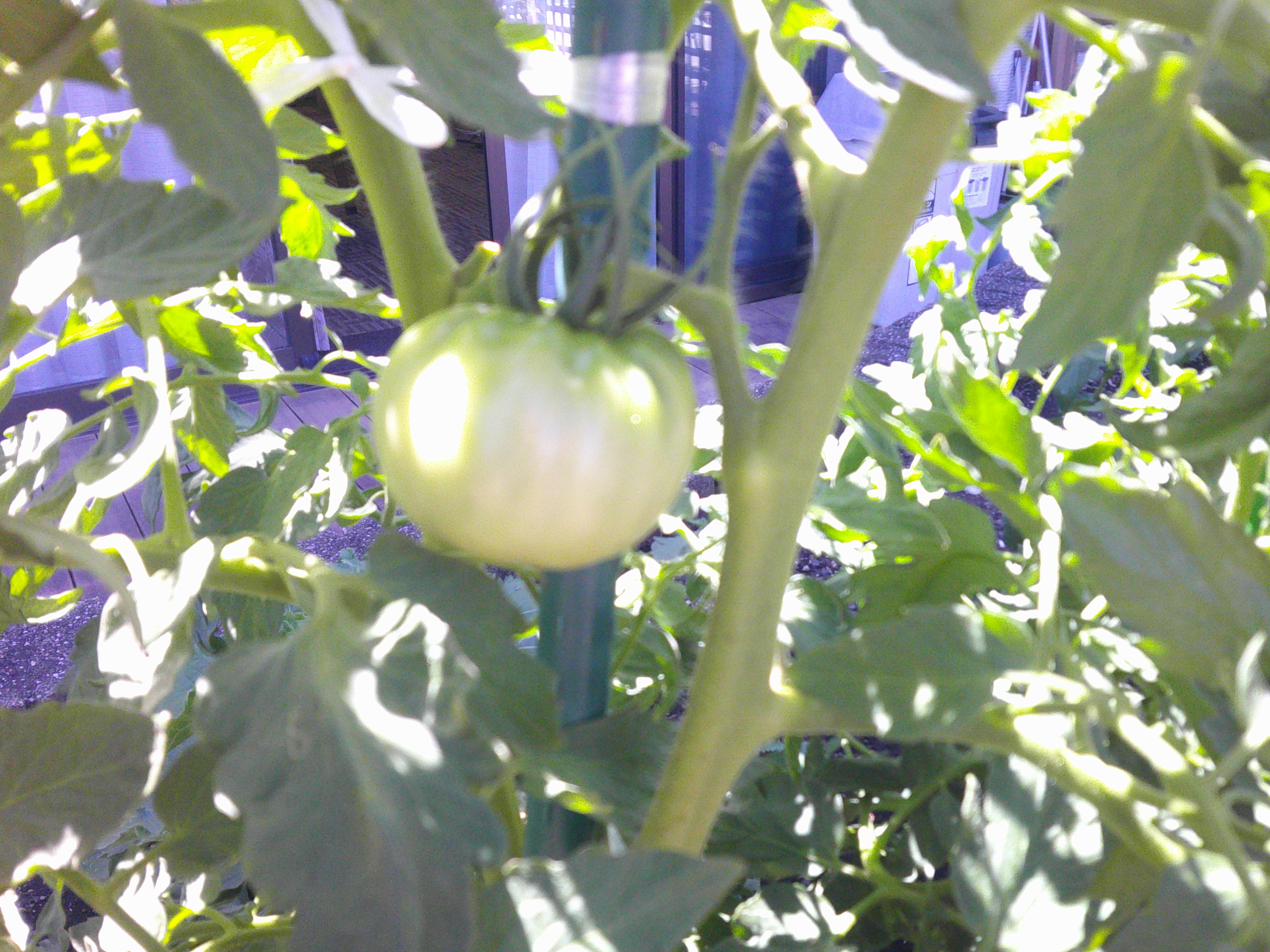 トマトができました🍅