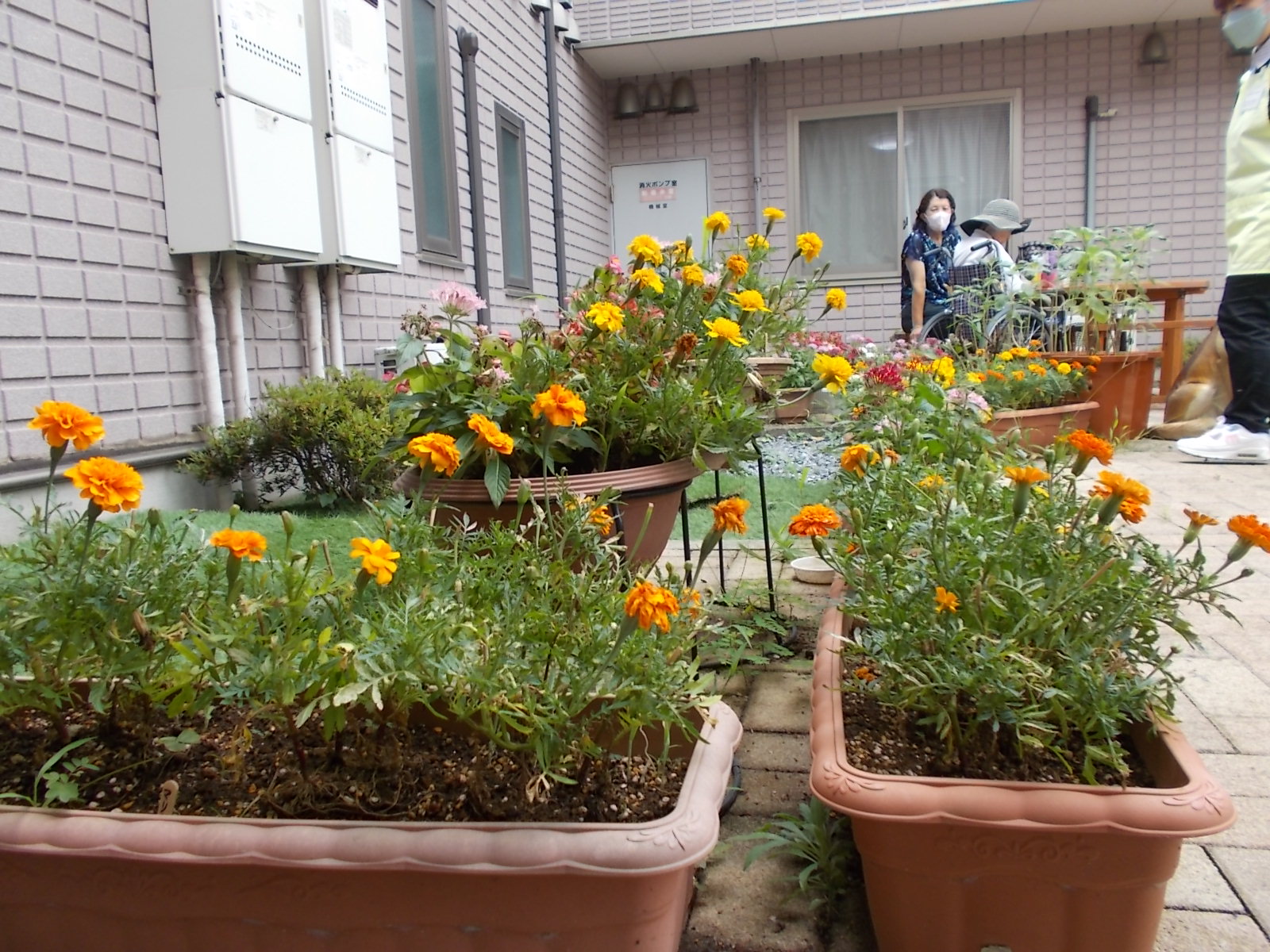 園芸レク(6月)、その後の花の様子。