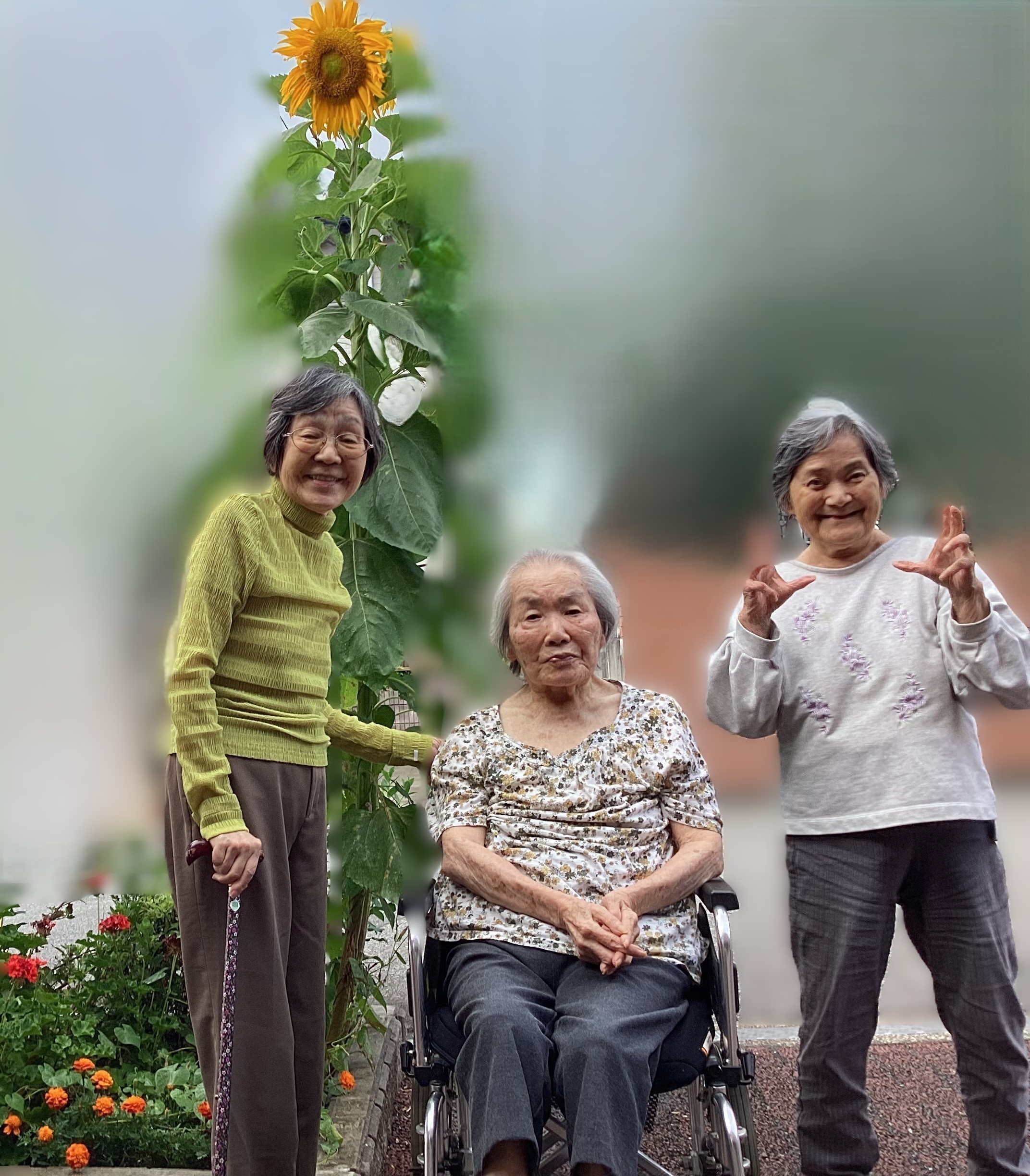ヒマワリ🌻