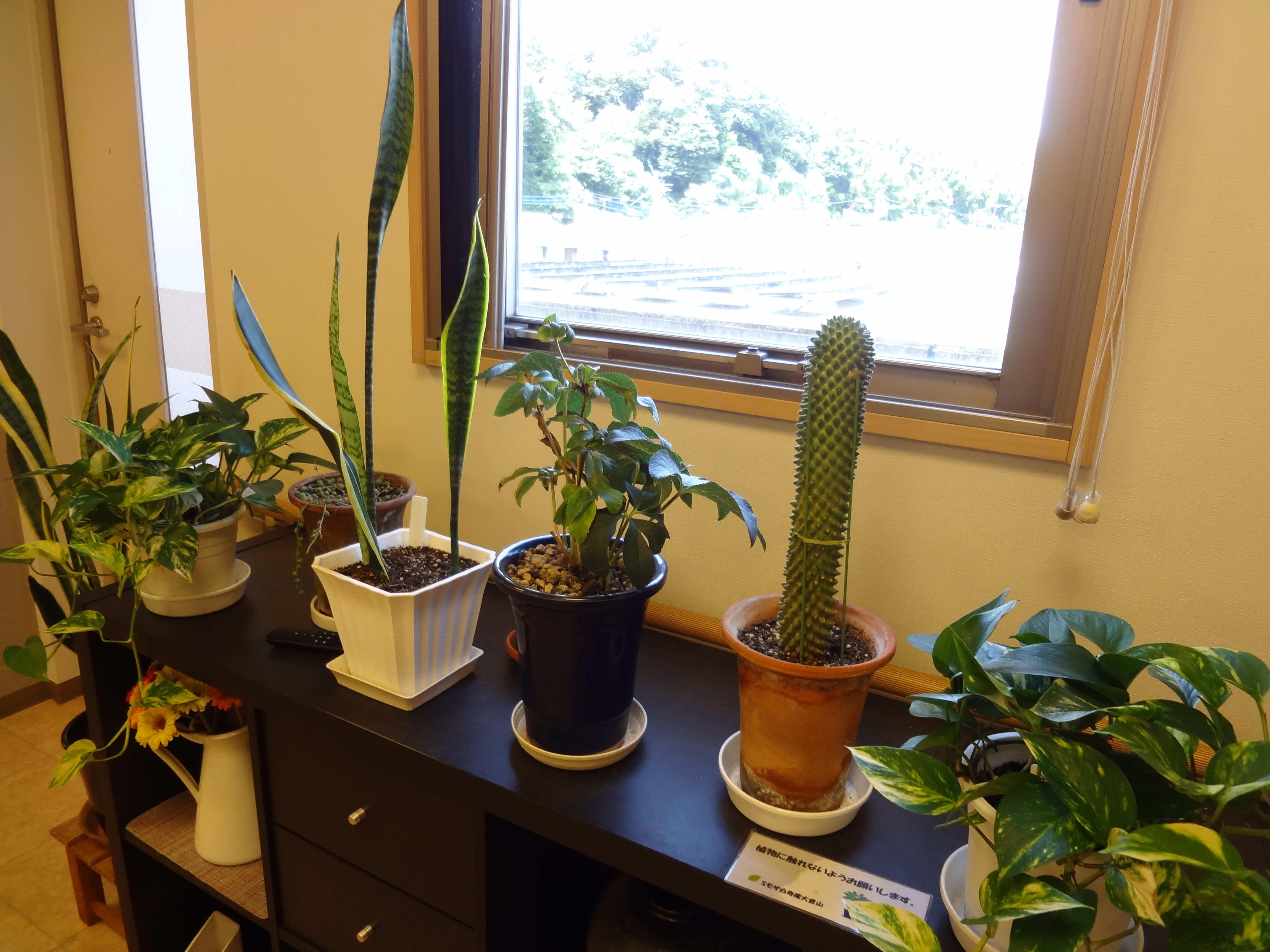 ミモザ植物園？！