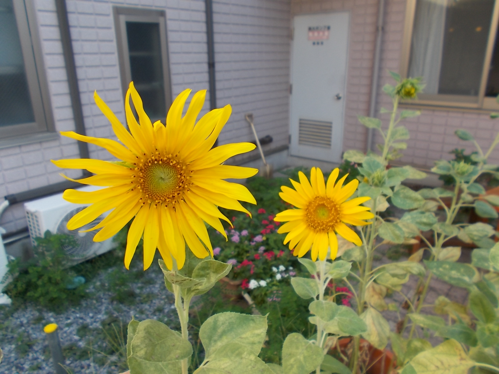 ヒマワリ開花！！