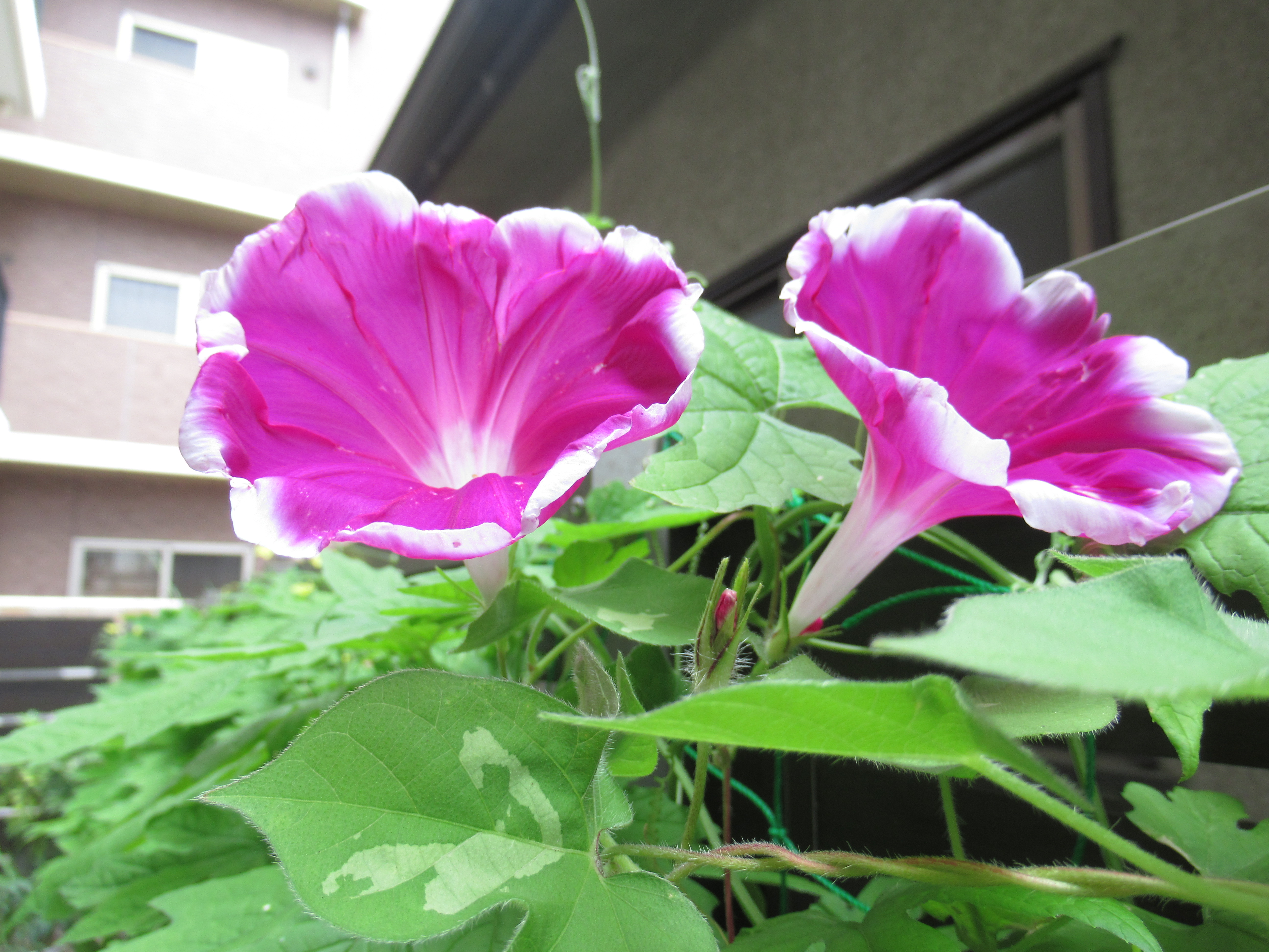 お庭にて…
