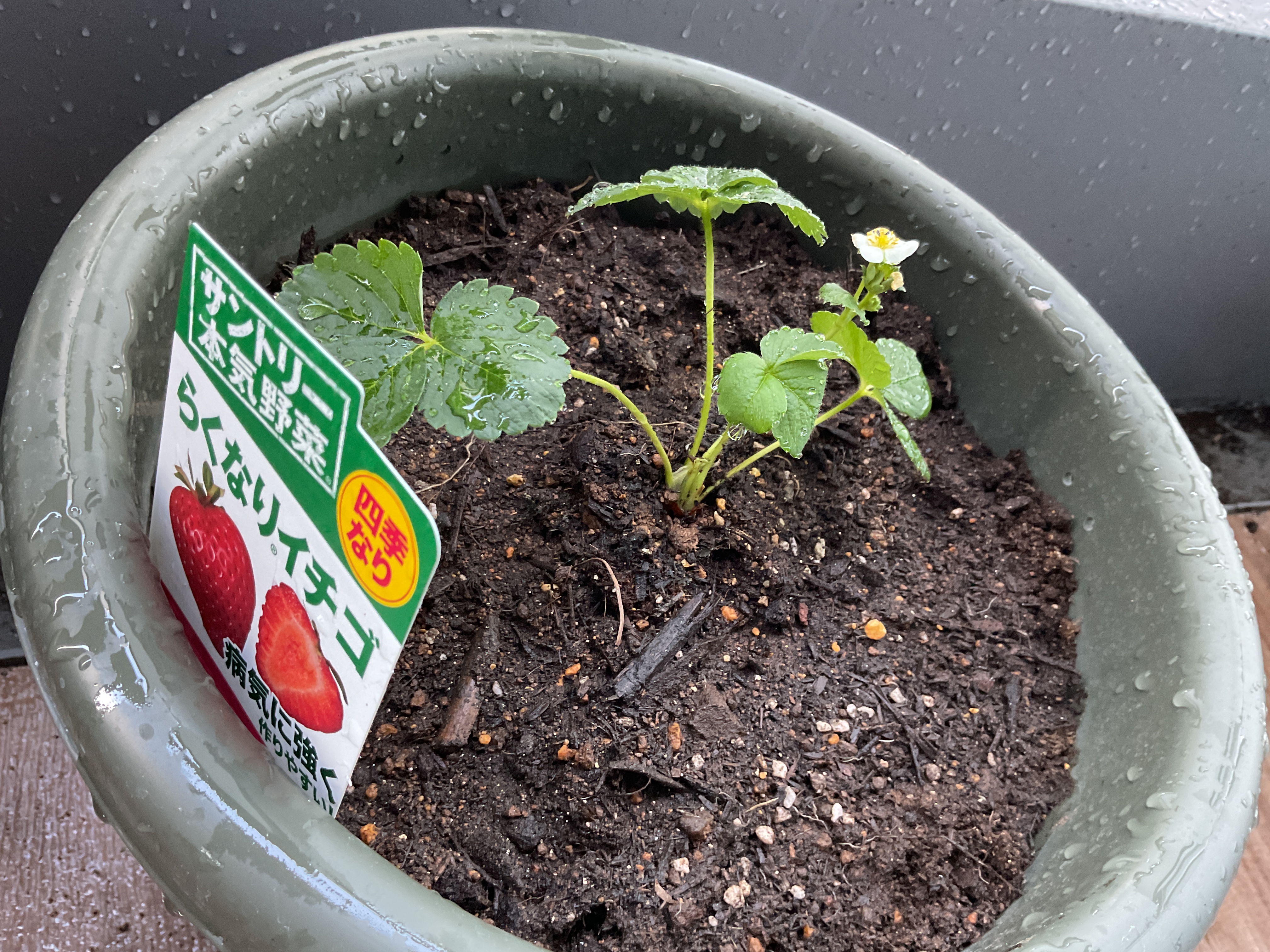 家庭菜園リベンジ！イチゴ編🍓