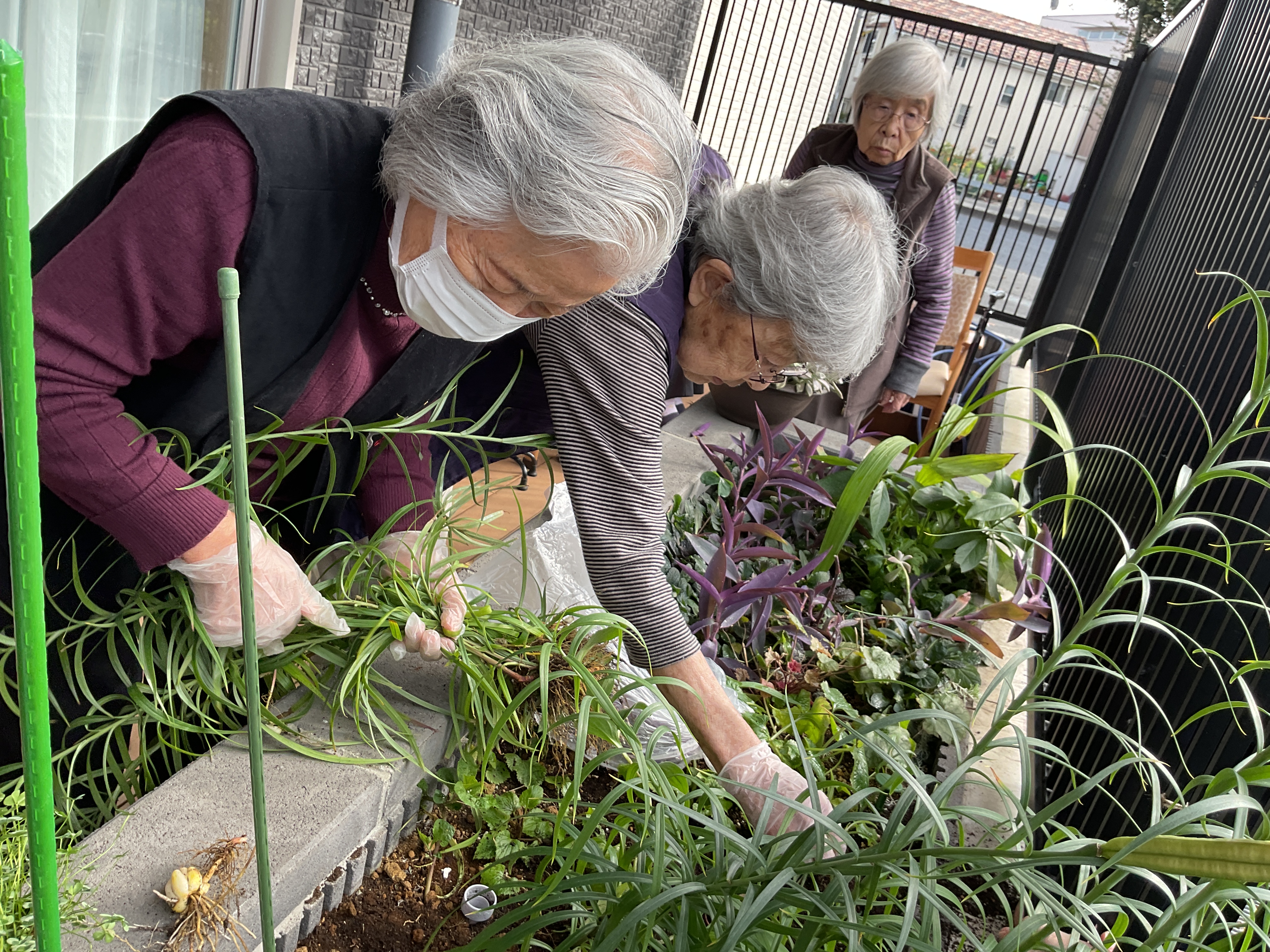 花壇のお手入れ🌺