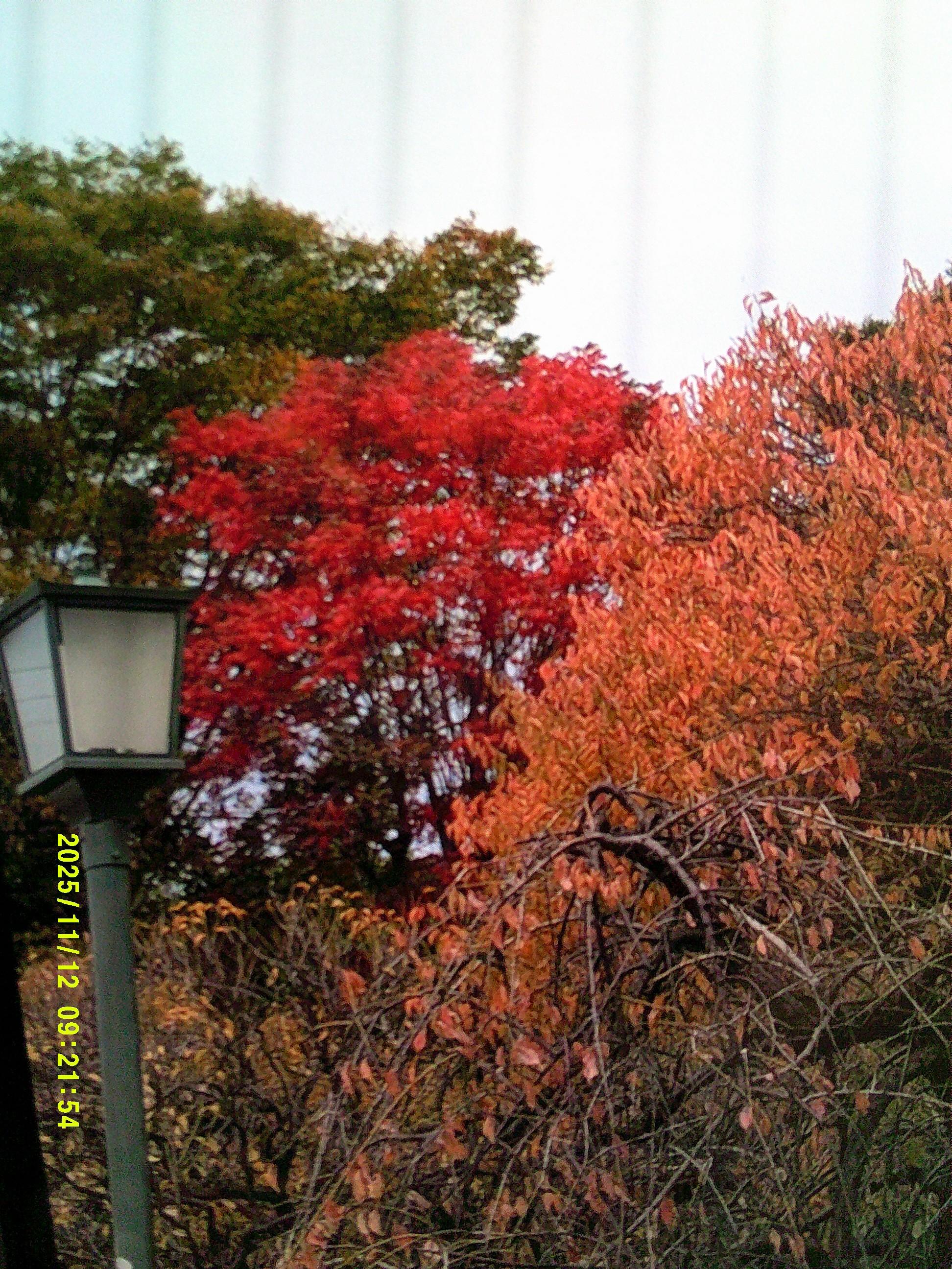外出レク　菊花展の景色🚌