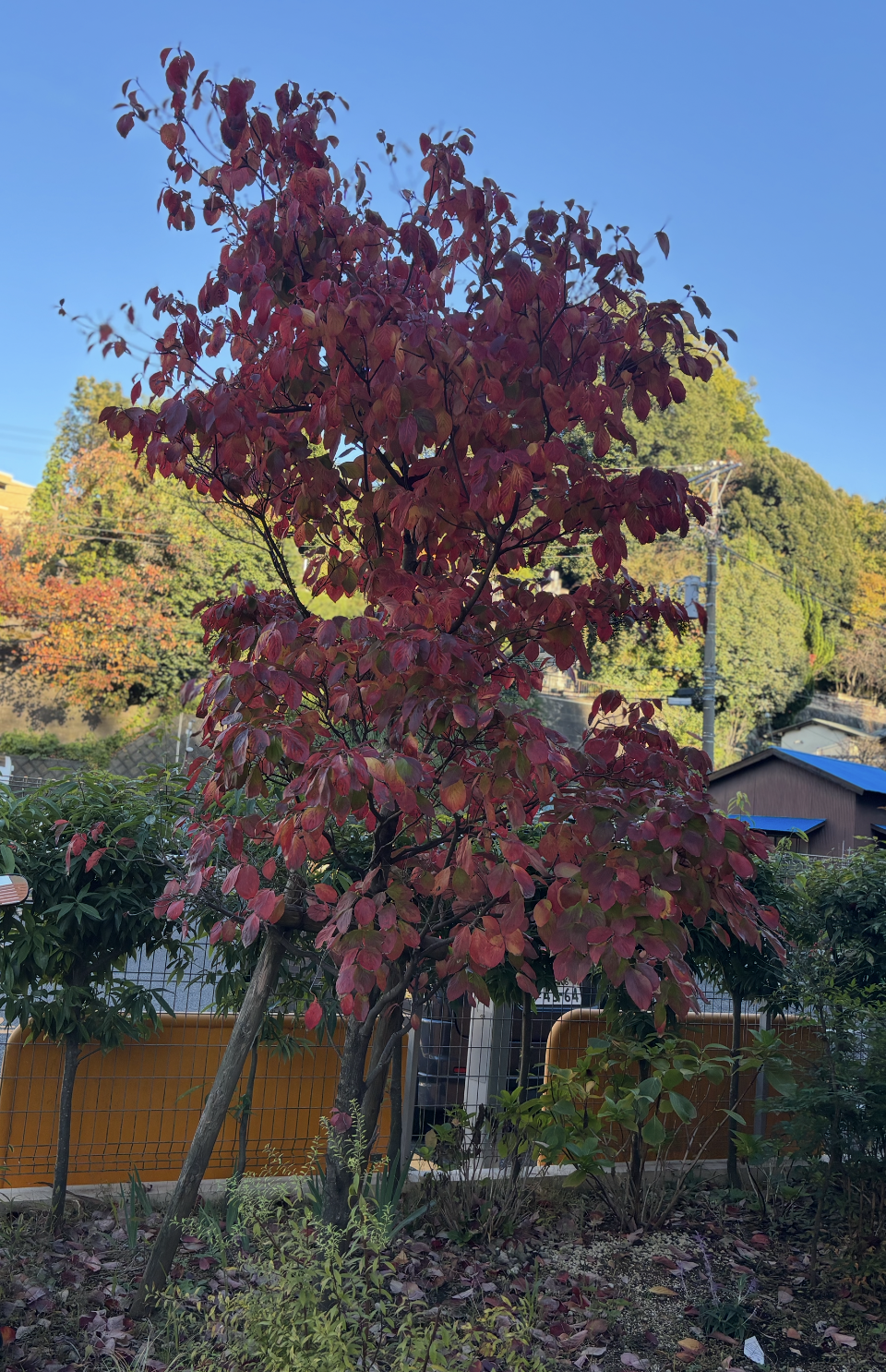 紅葉狩り