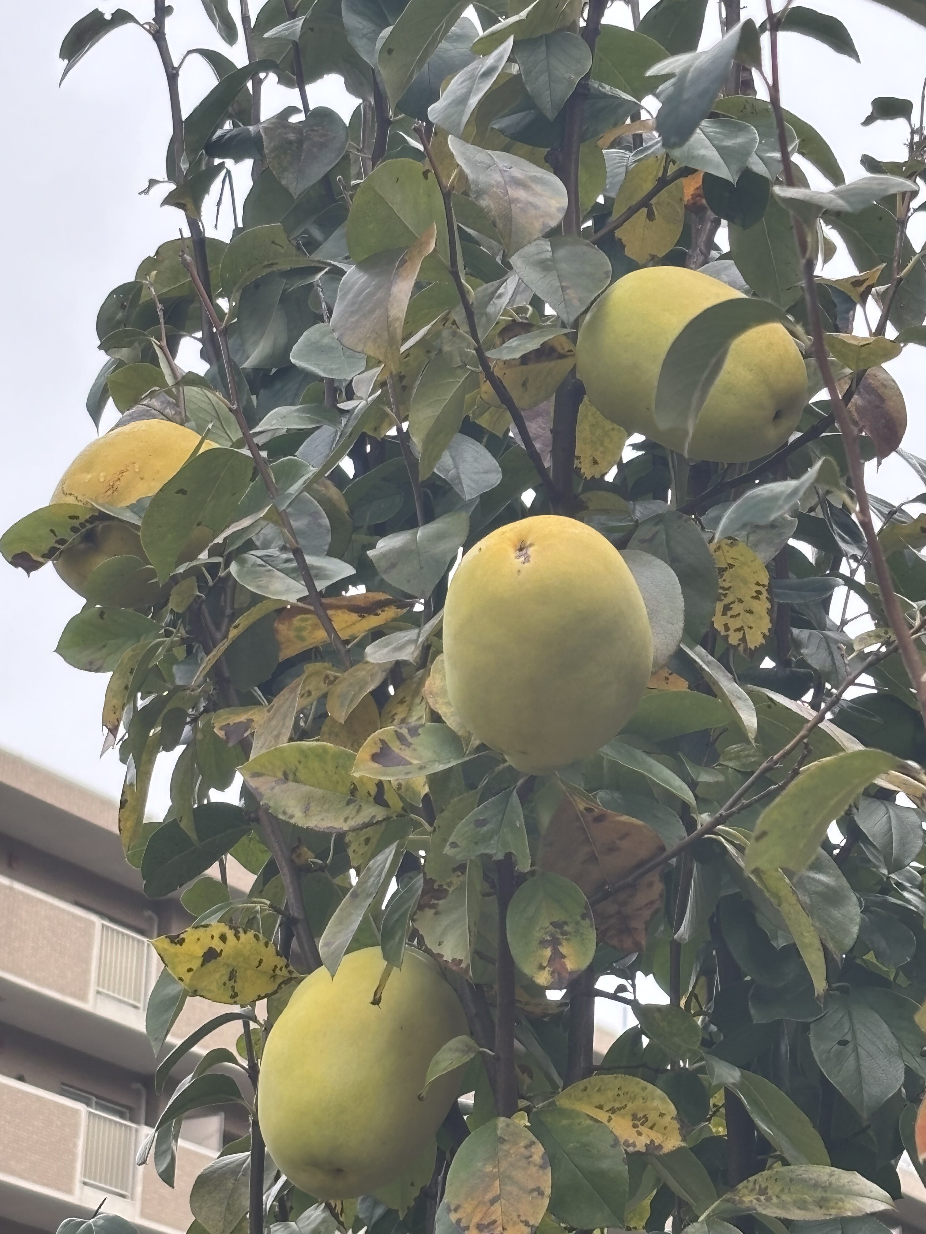 11月のイベントカレンダーを更新いたしました