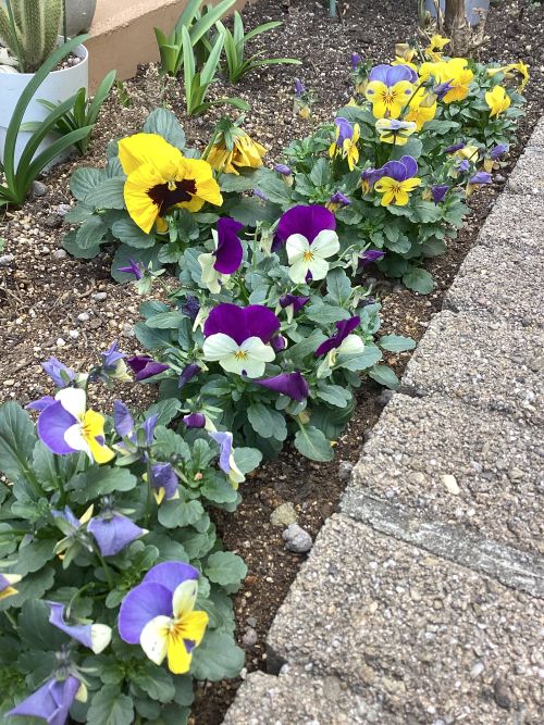 壱番館テラス🌸