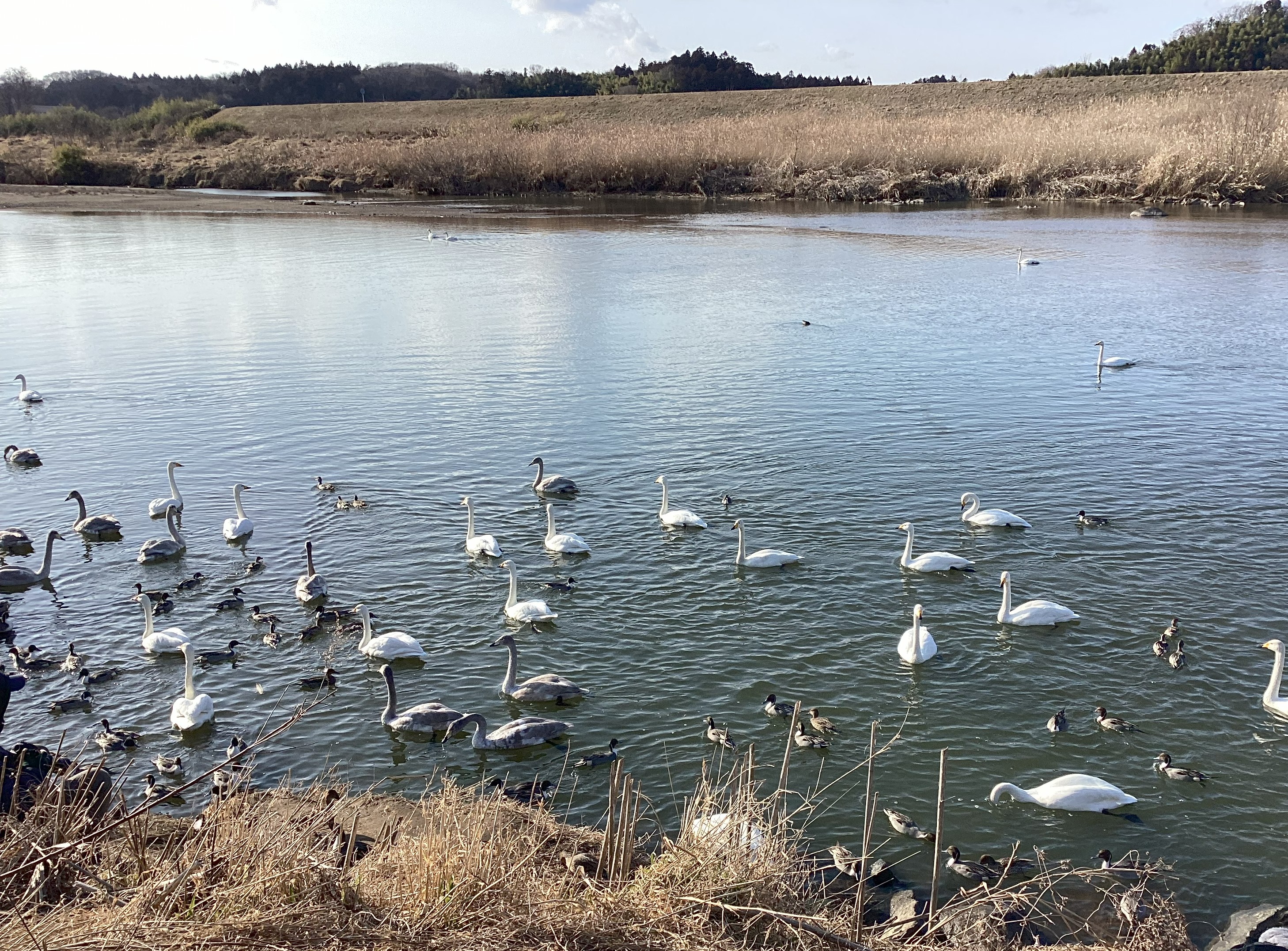 冬の景色と白鳥ドライブ