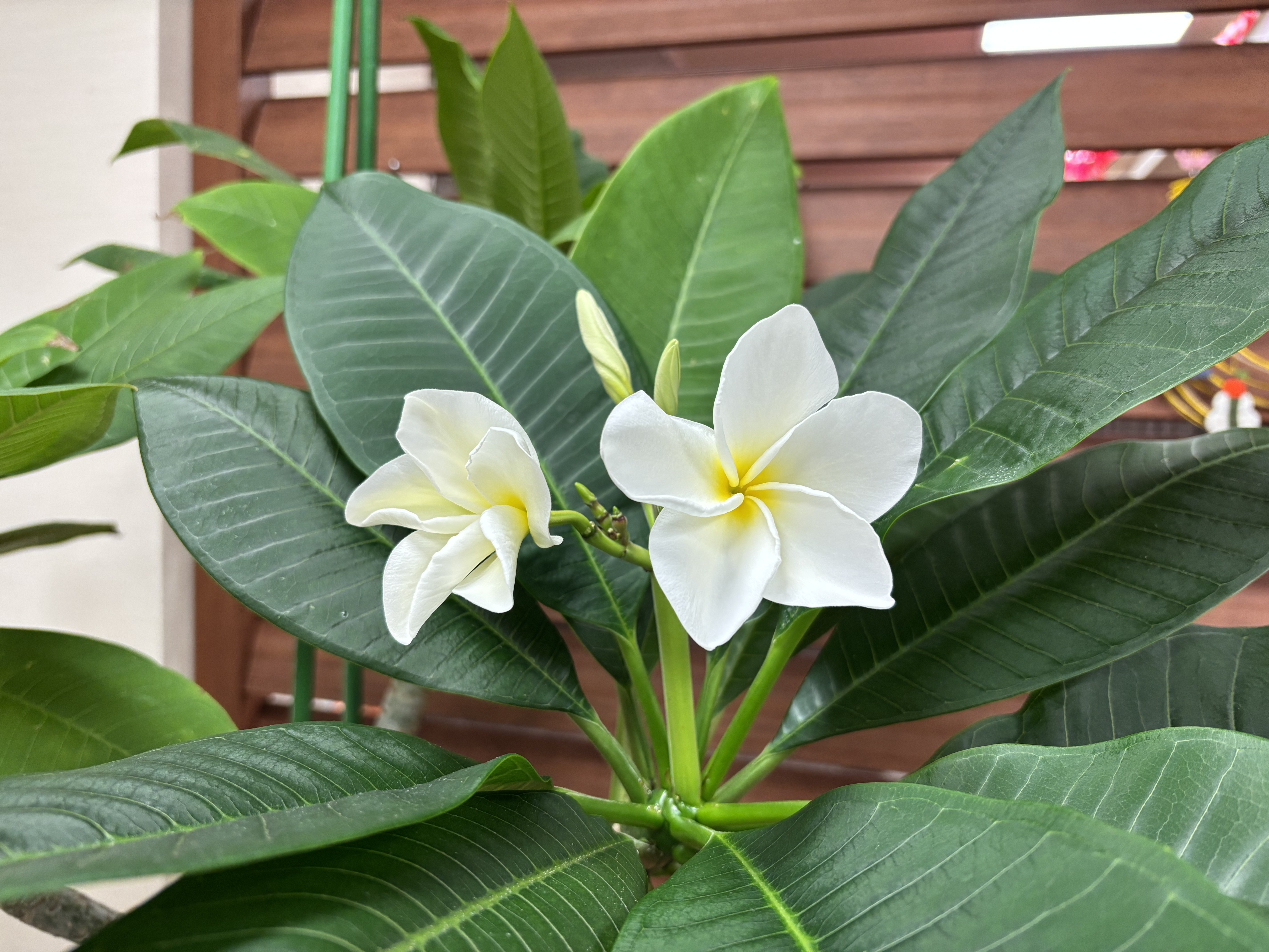 プルメリアの花が咲きました🌼
