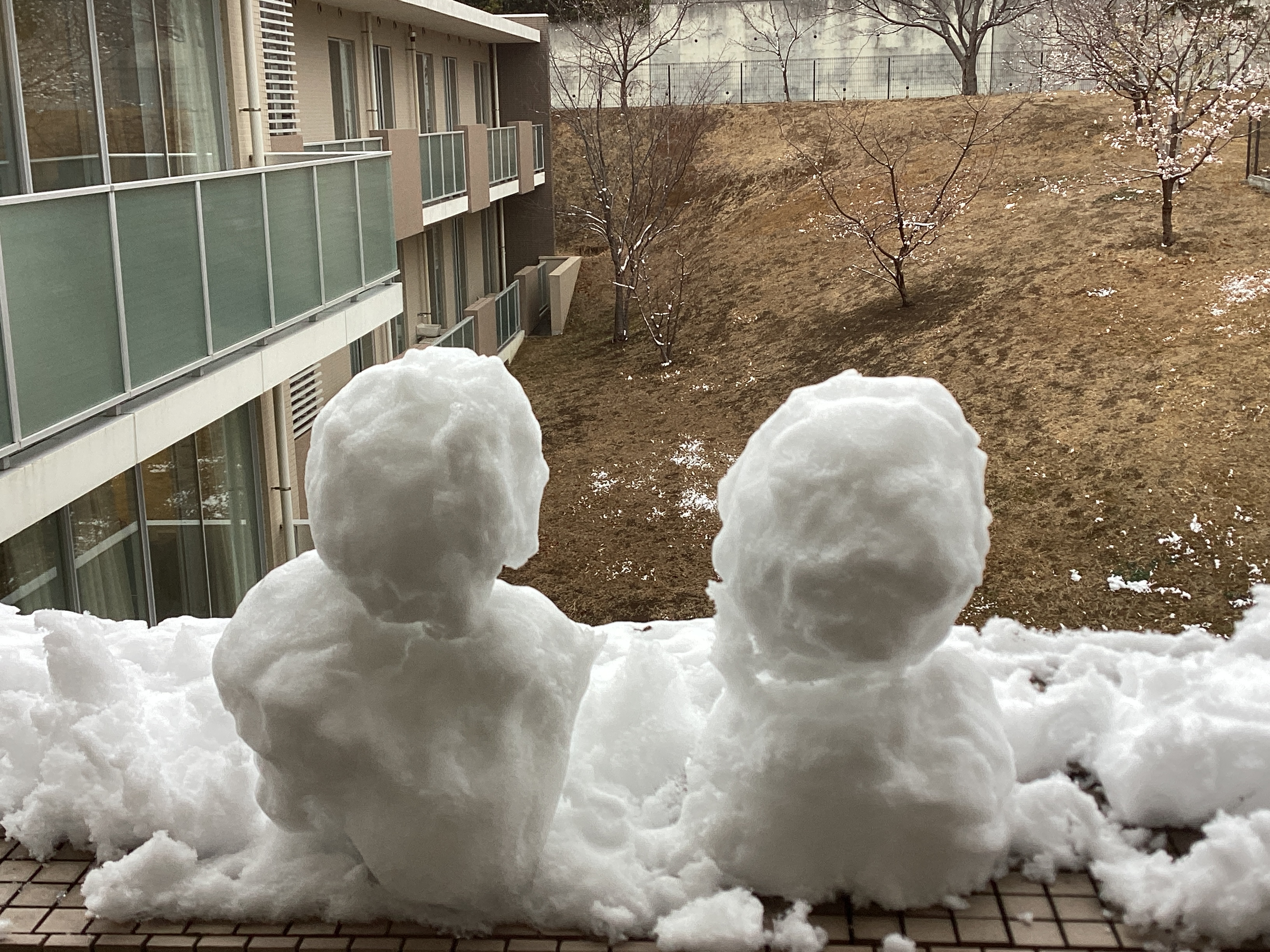 ミモザに雪が積もりました！！！