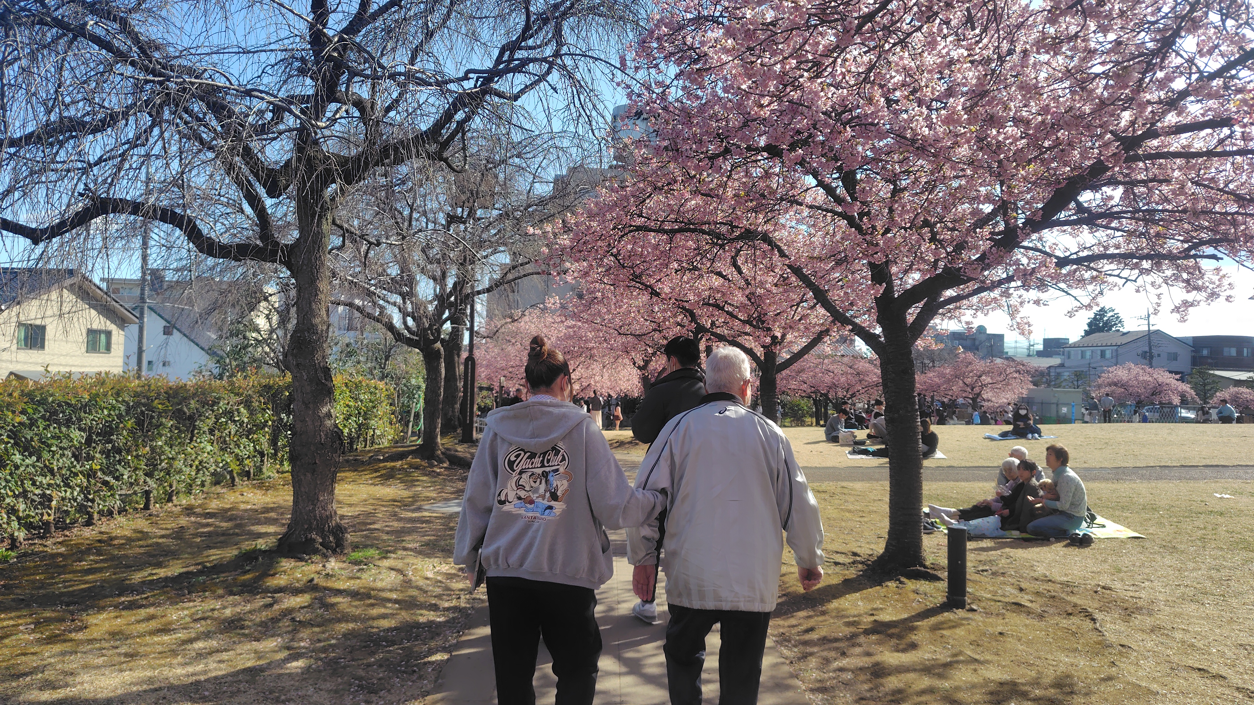 桜見学ウィーク