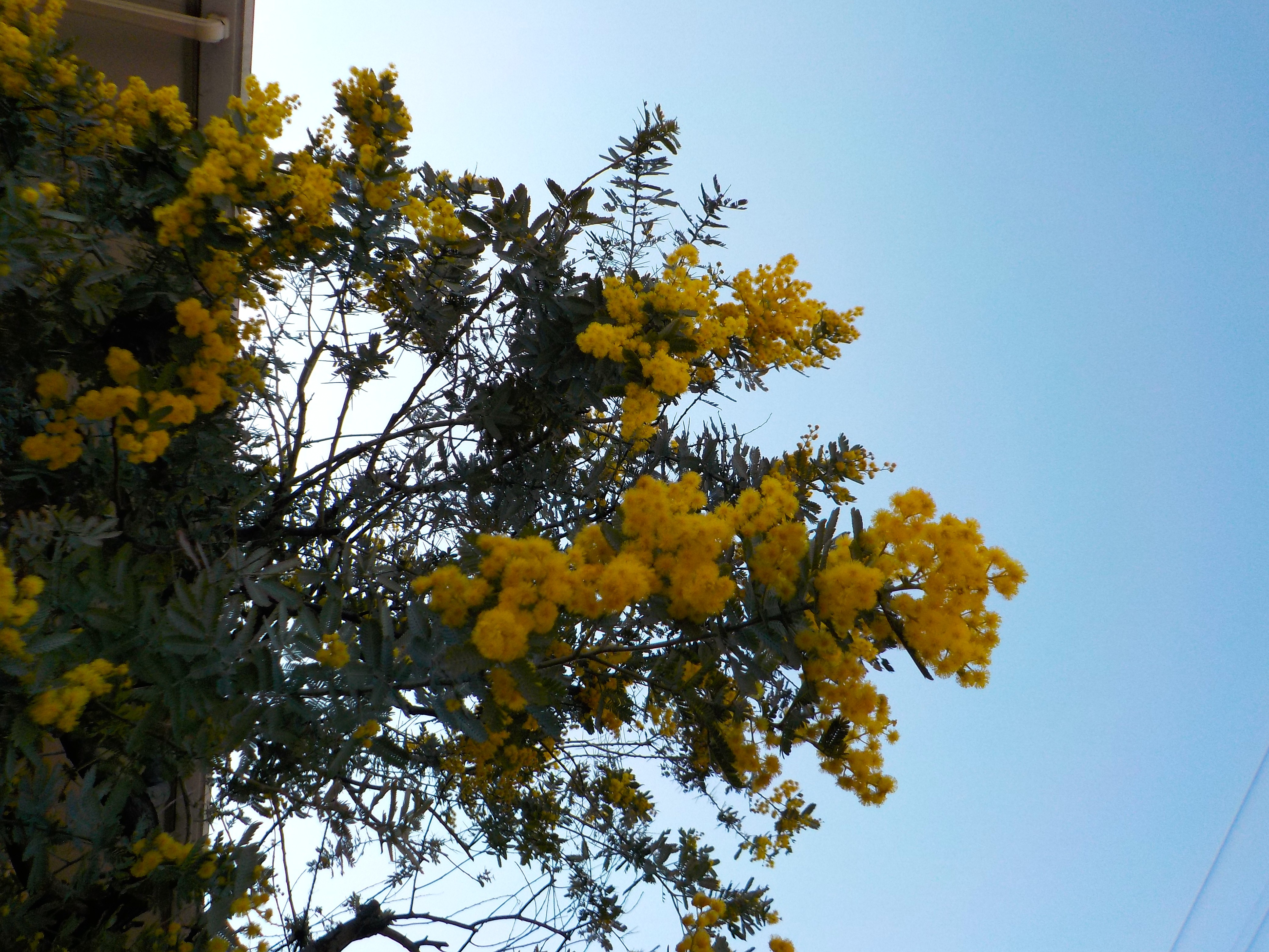 ミモザ咲いてます(⋈◍＞◡＜◍)。✧♡