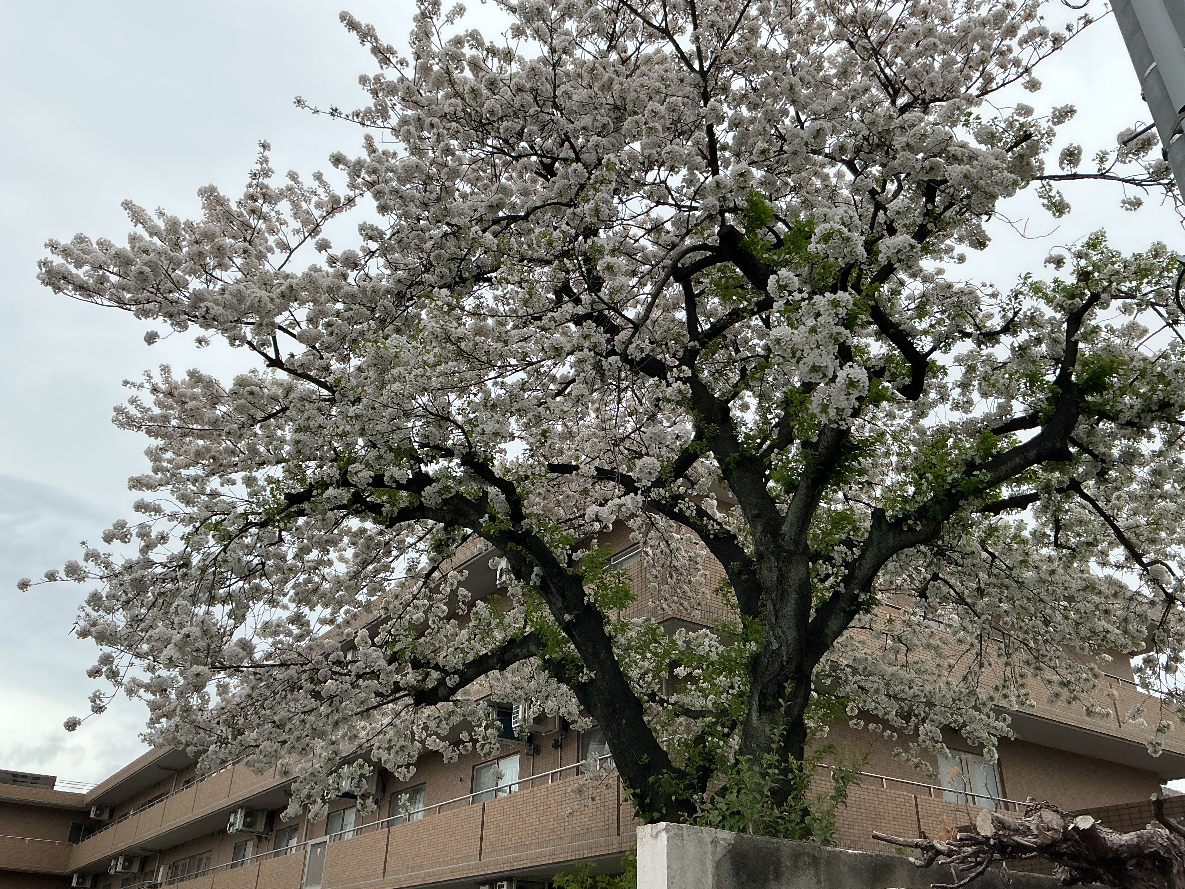 お花見最高！！