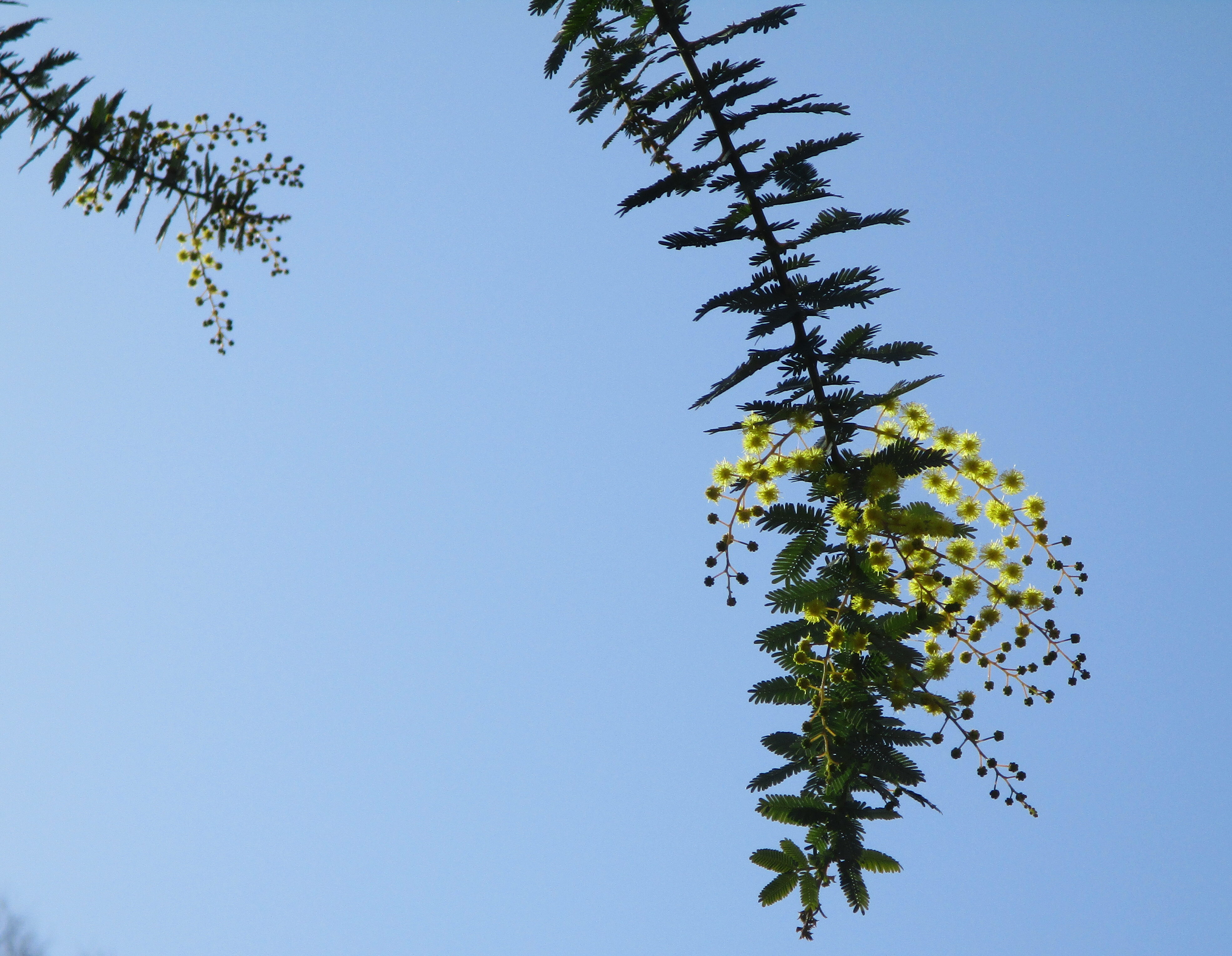 3/1 善福寺公園散歩