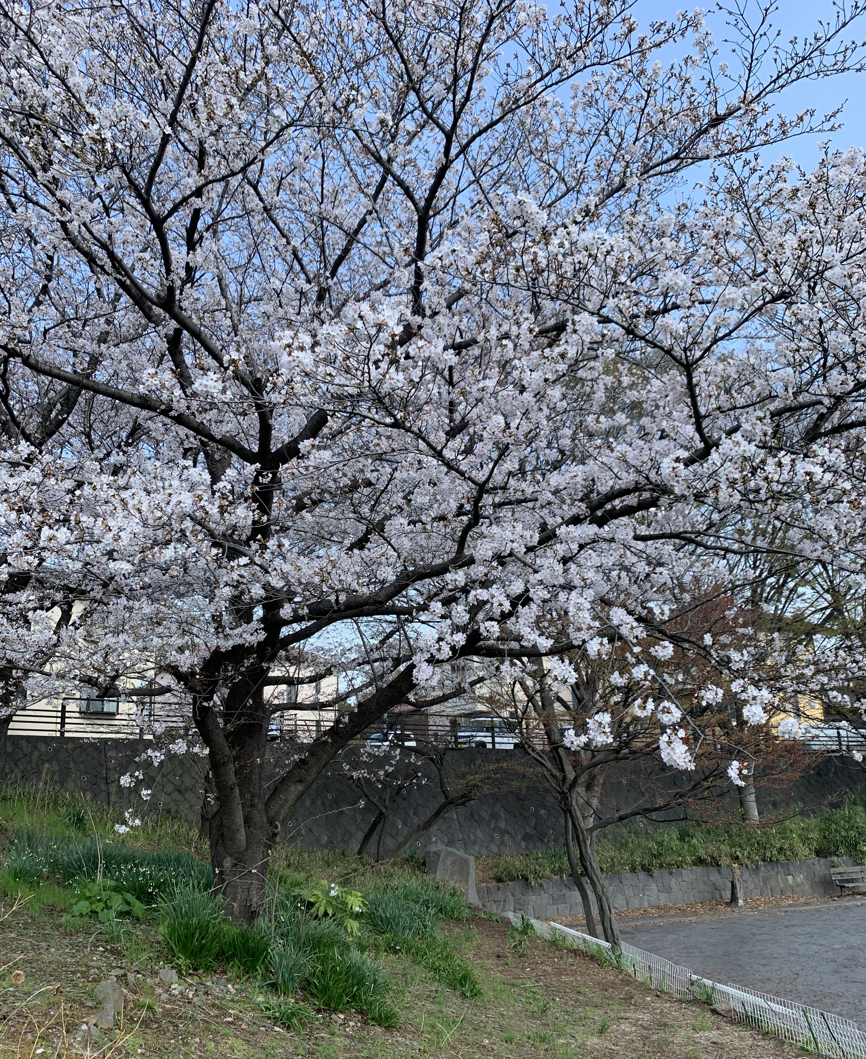桜の花見