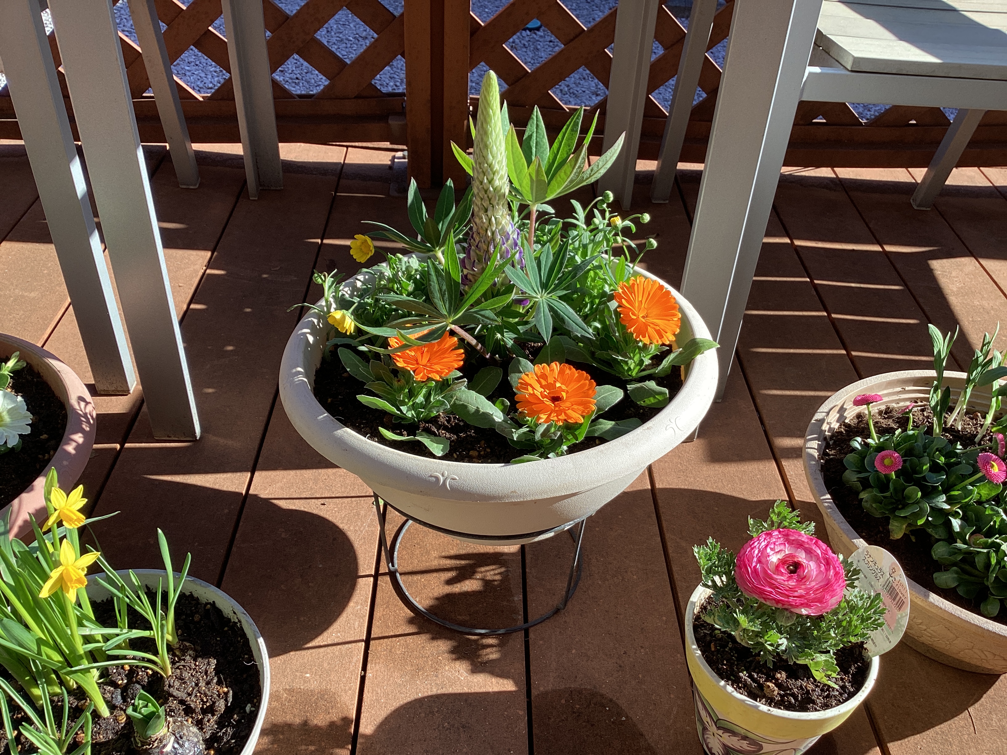 春の寄せ植え🌸