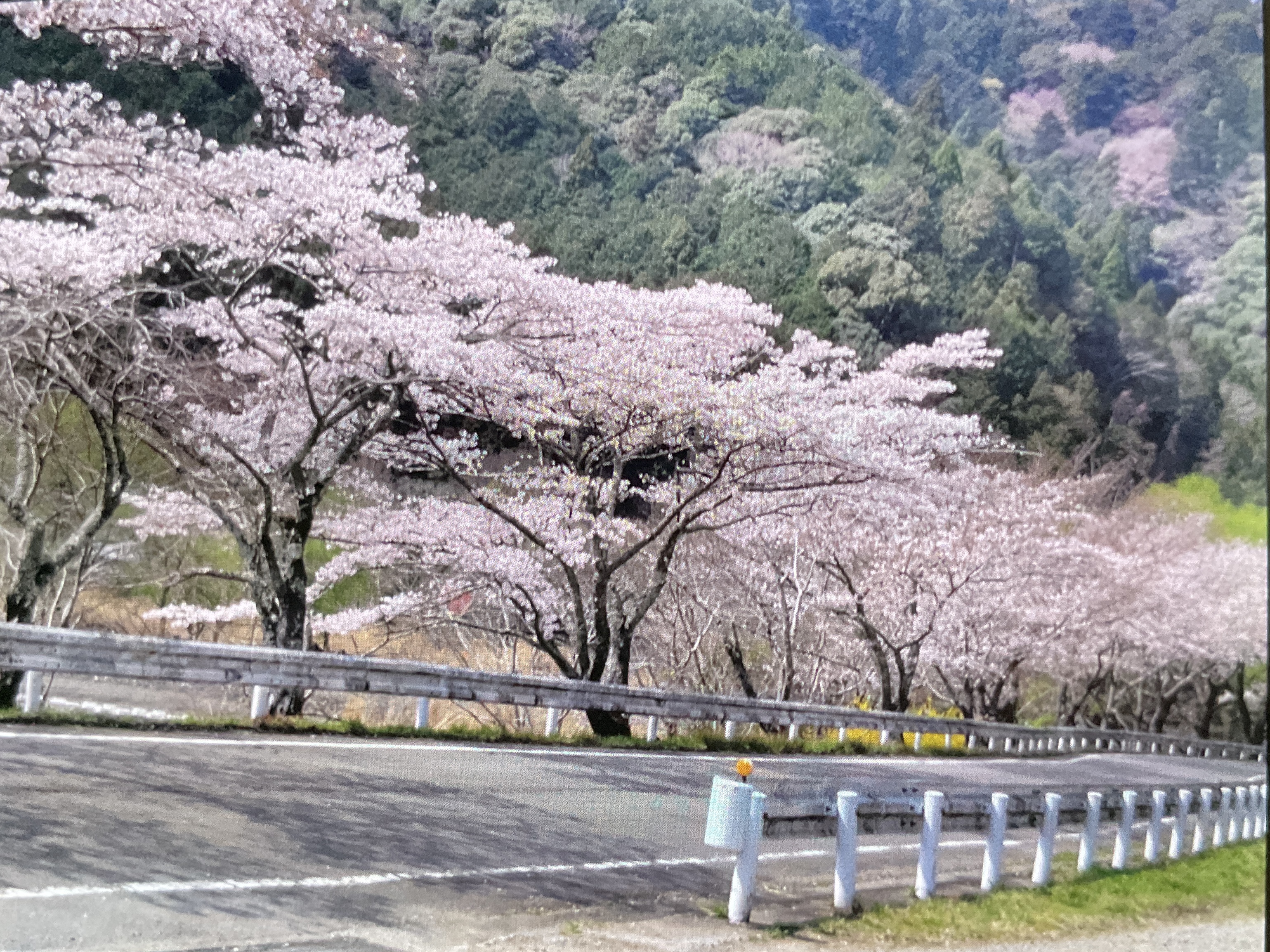 🚙お花見ドライブ🌸