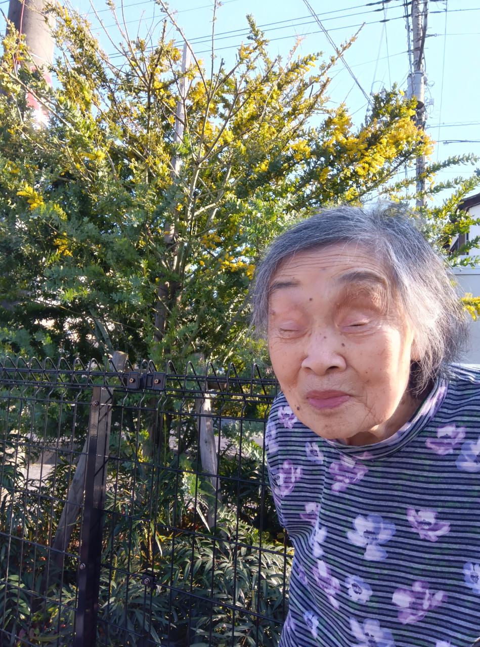 ミモザの花