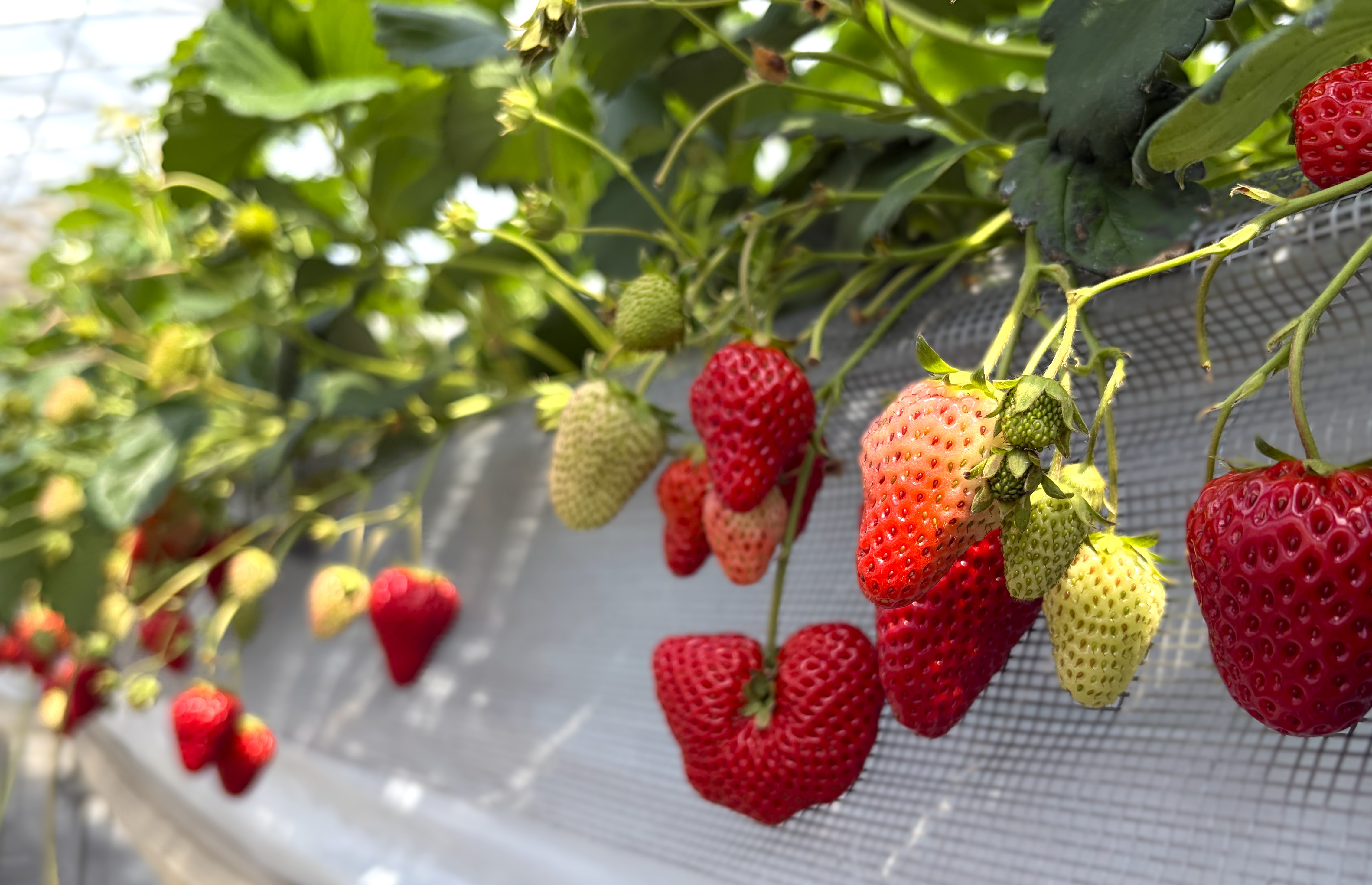 🍓いちご狩り🍓