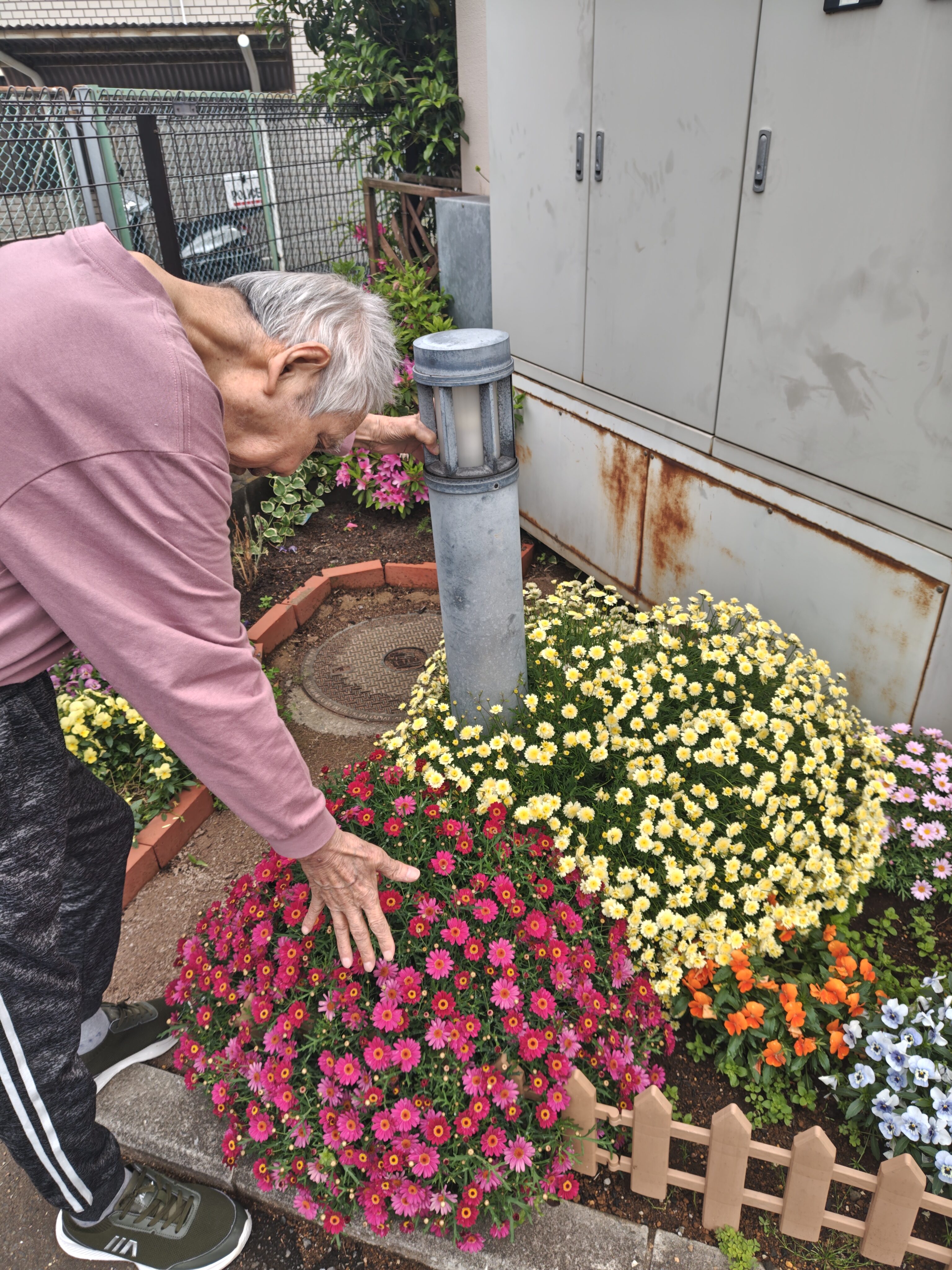 🌼花壇のお花が見ごろを迎えました🌼