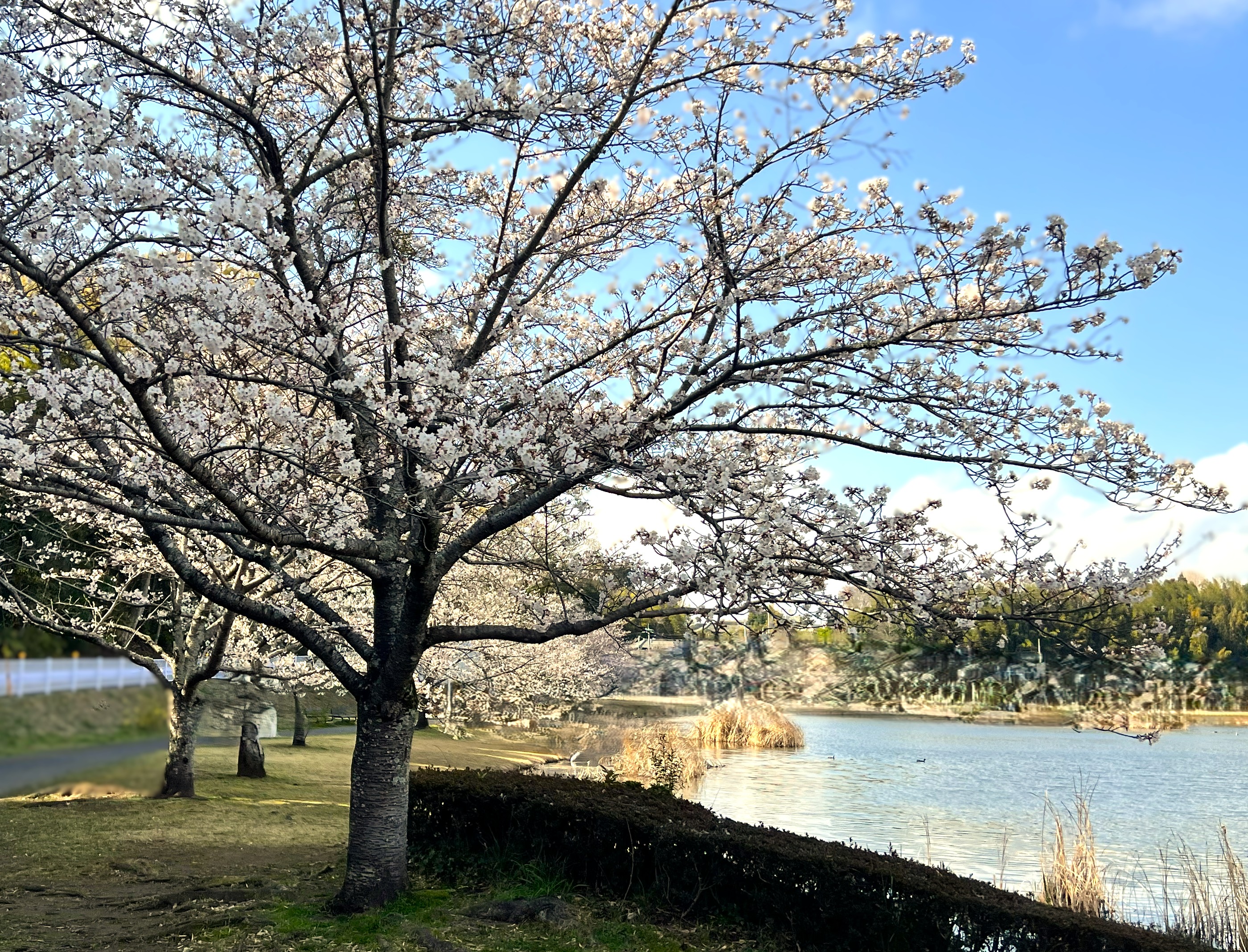 🌸おゆみ野散歩🌸