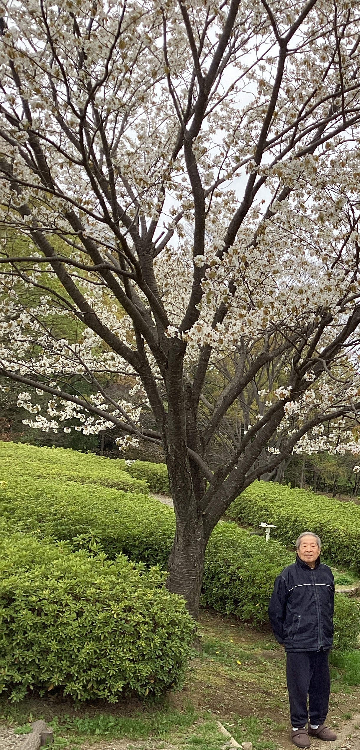 花見