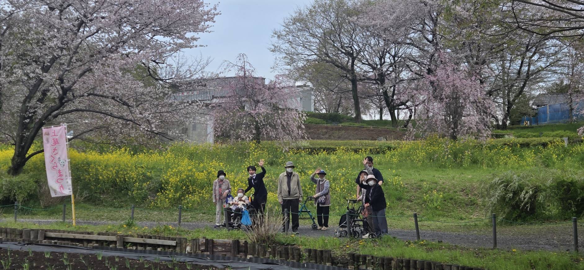 満開のさくらを見てきました(*^▽^*)