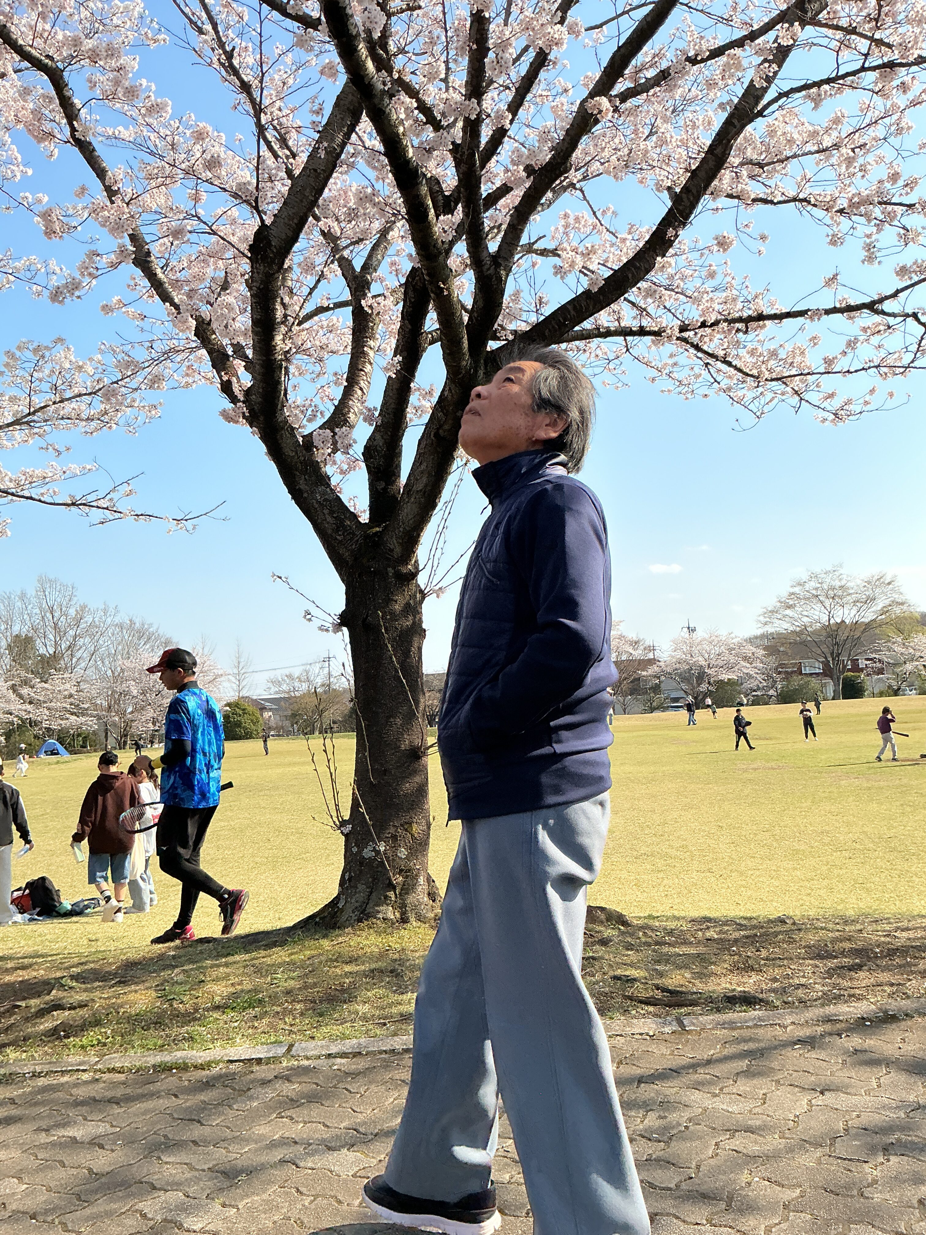 桜を見に公園へ