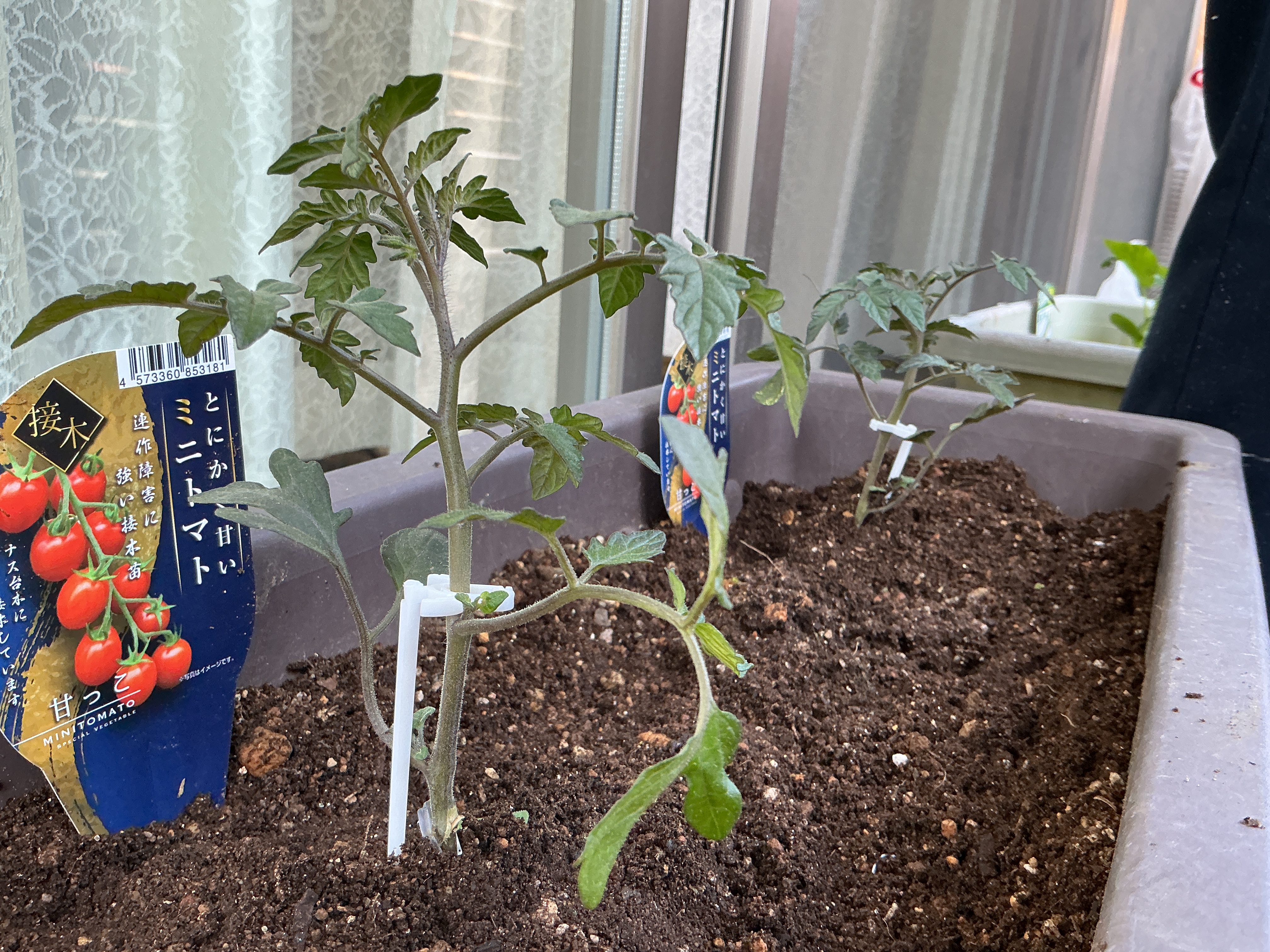 種植えを行いました🌱