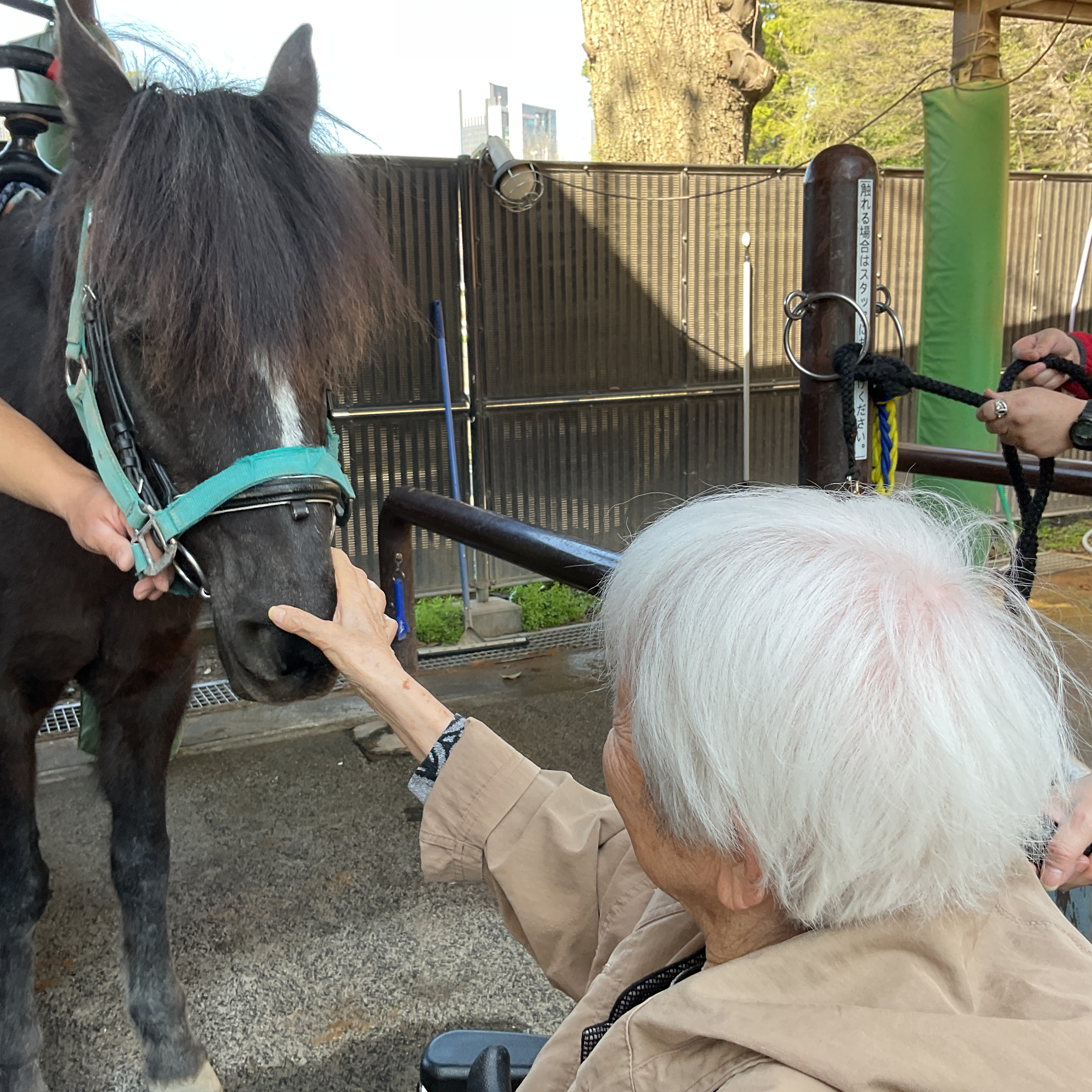 代々木ポニー公園で🏇と🌸