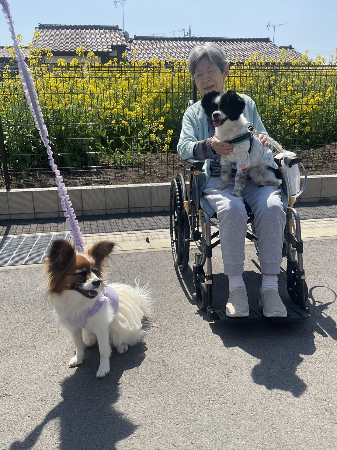 かわいいお客様と菜の花