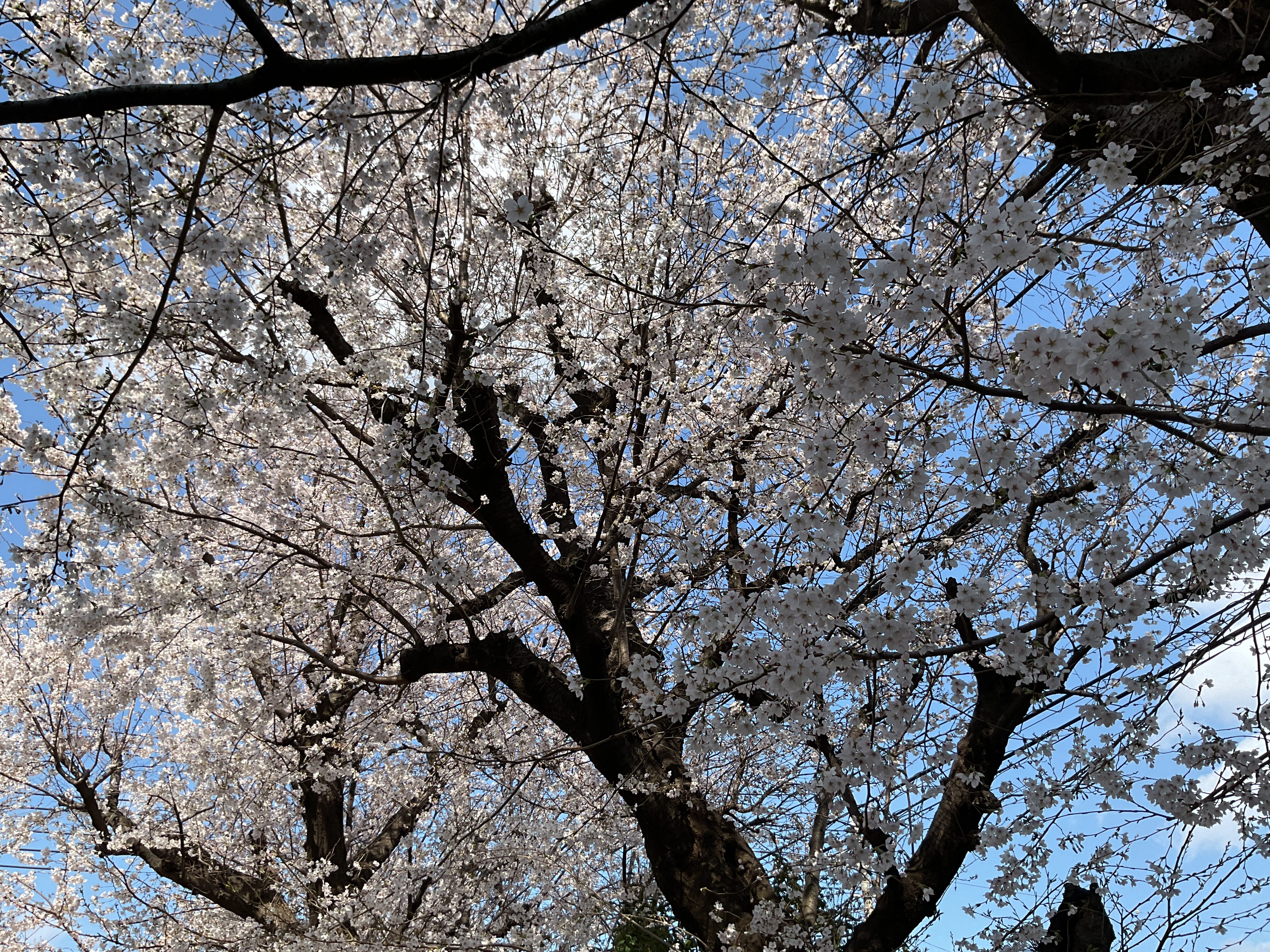 お花見へ行きました🌸