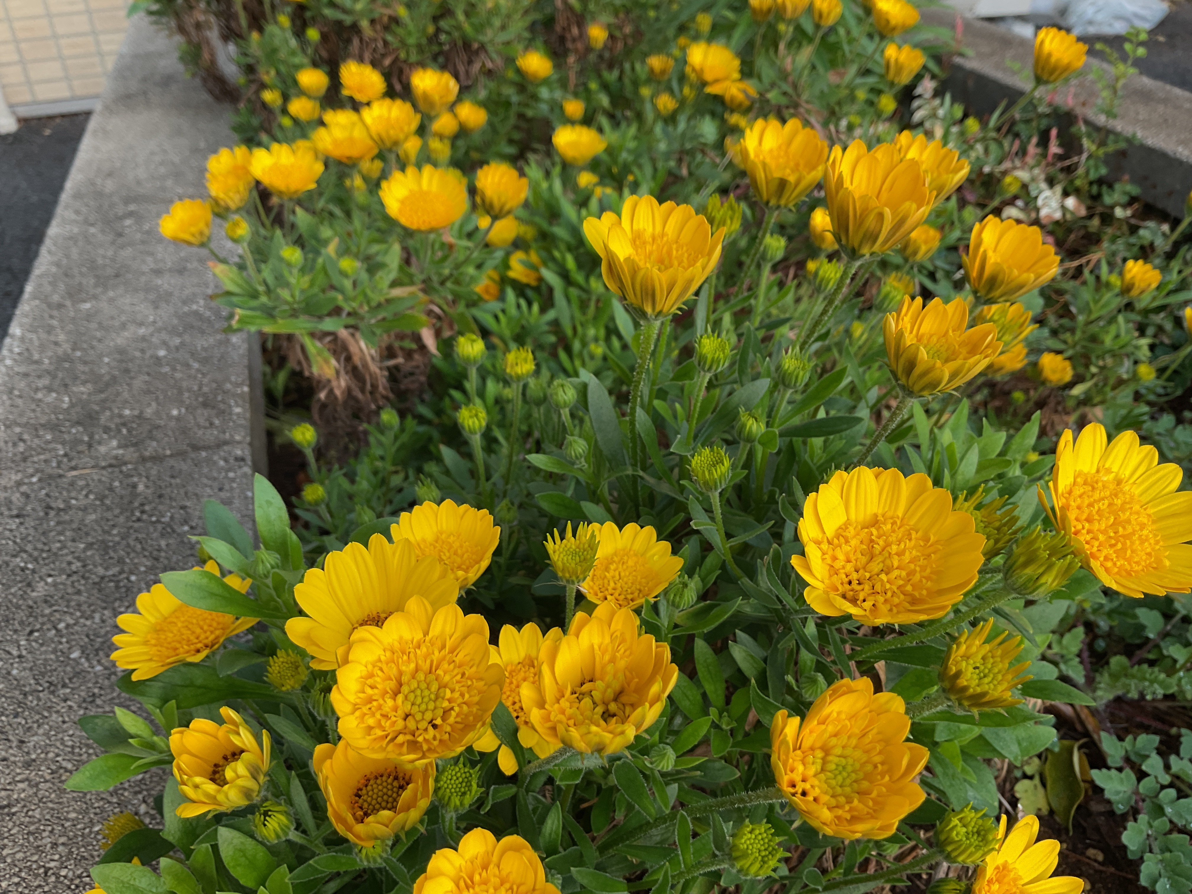 🌹ミモザ新座は花いっぱい🌷