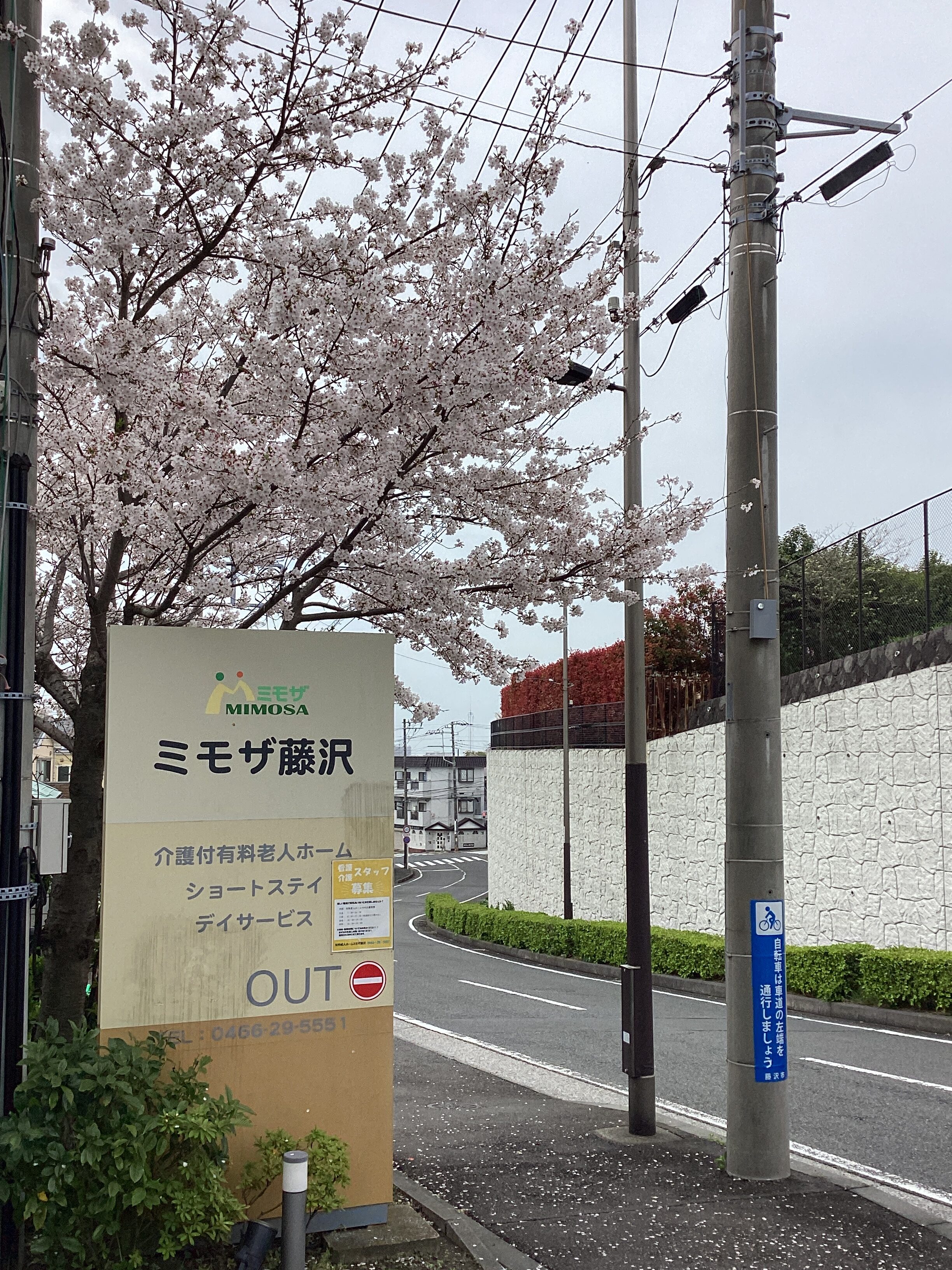 ミモザ藤沢に桜が咲きました！