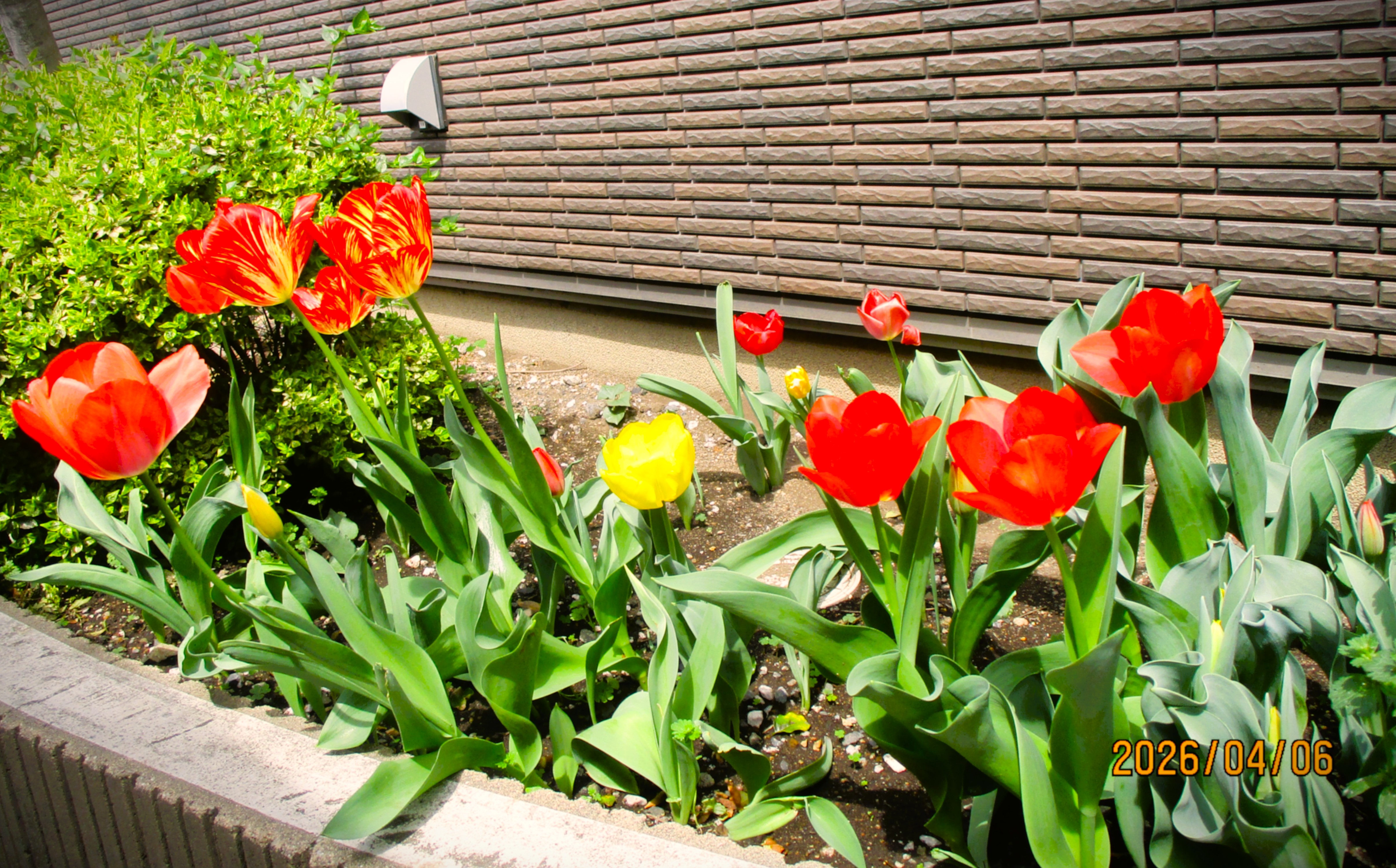 やまぶき苑の花壇