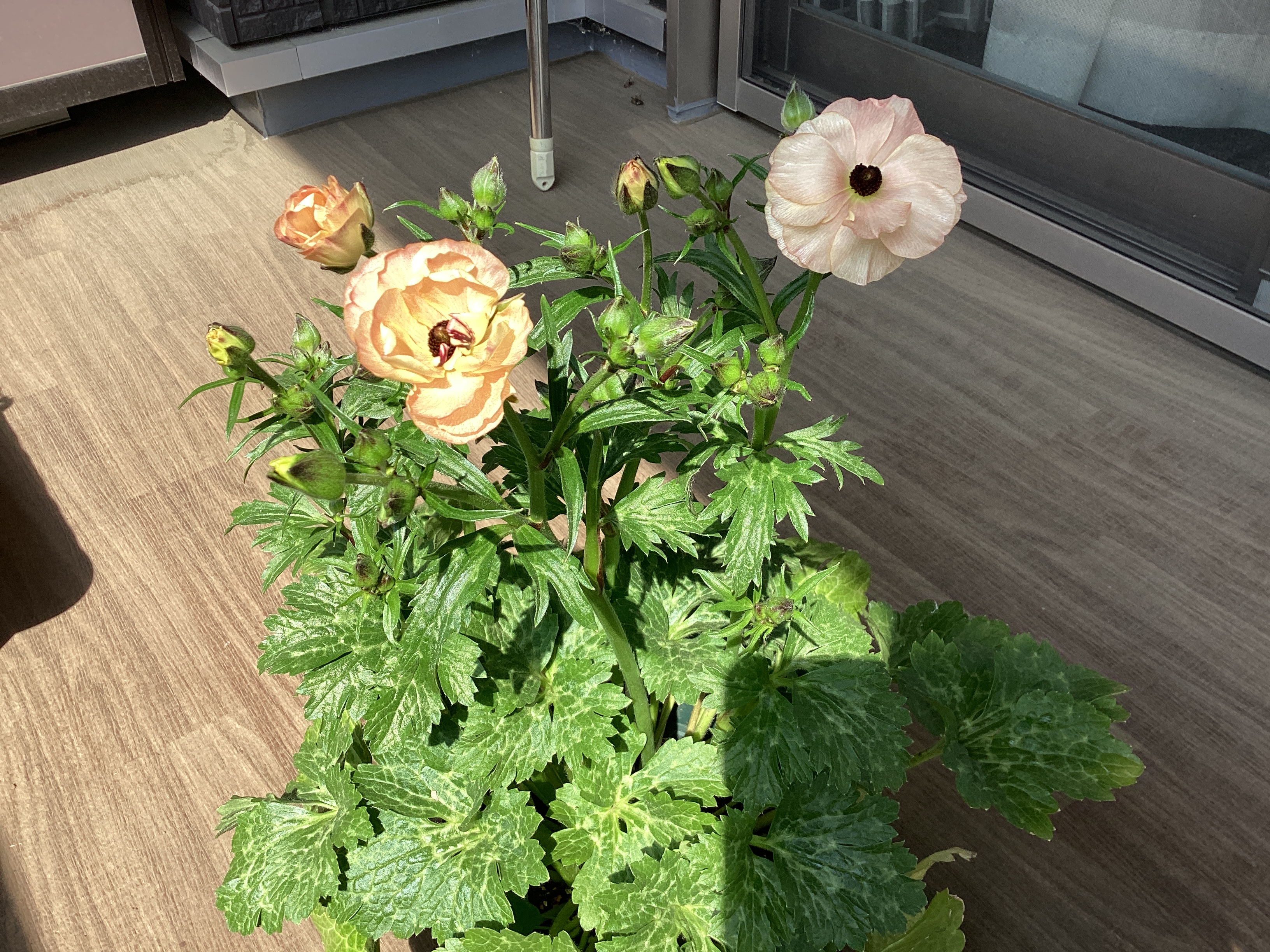 お花が開花しました！