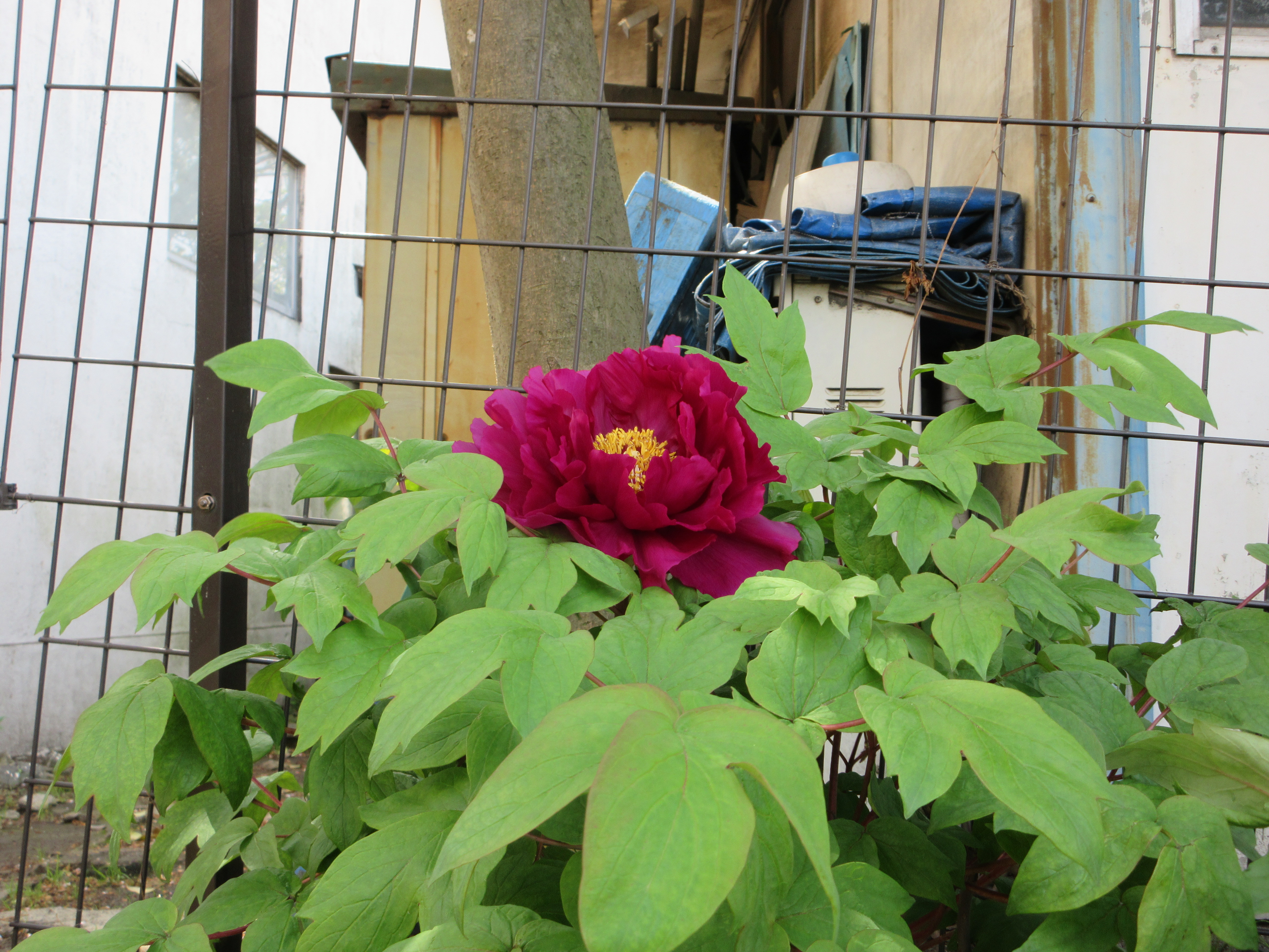 ☆～牡丹の花～☆