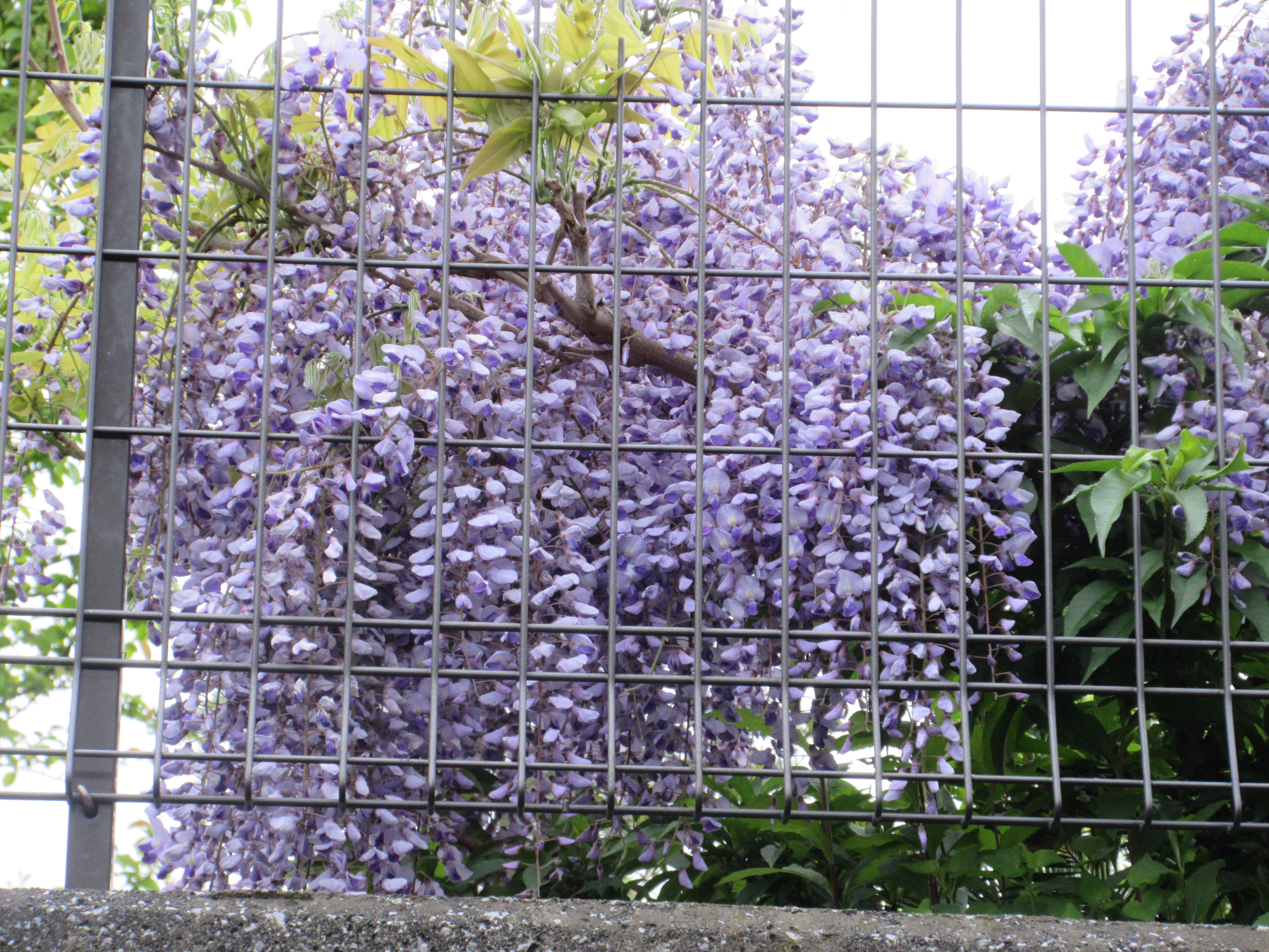 ☆～みなみの丘の季節のお花～☆