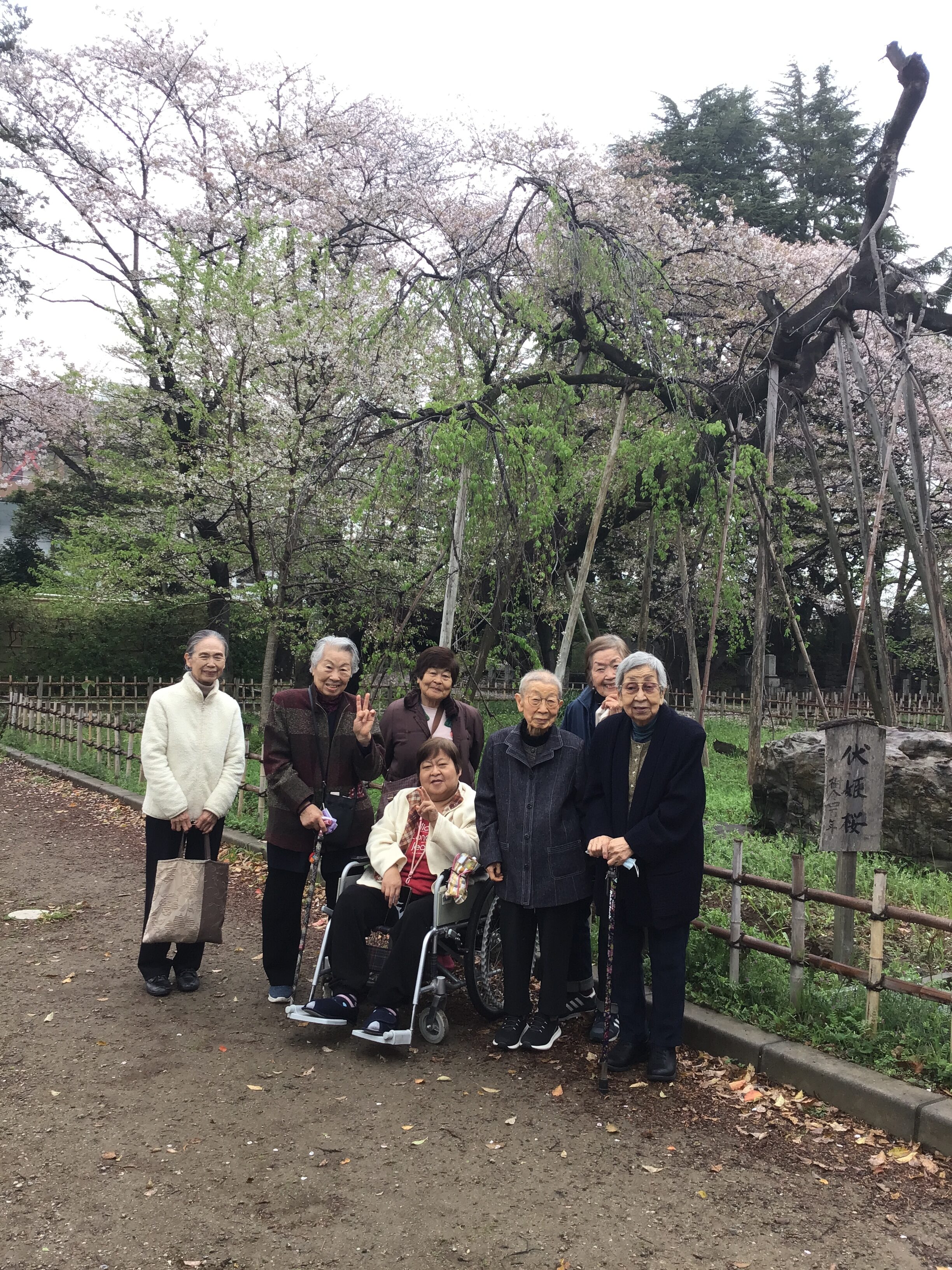 桜🌸