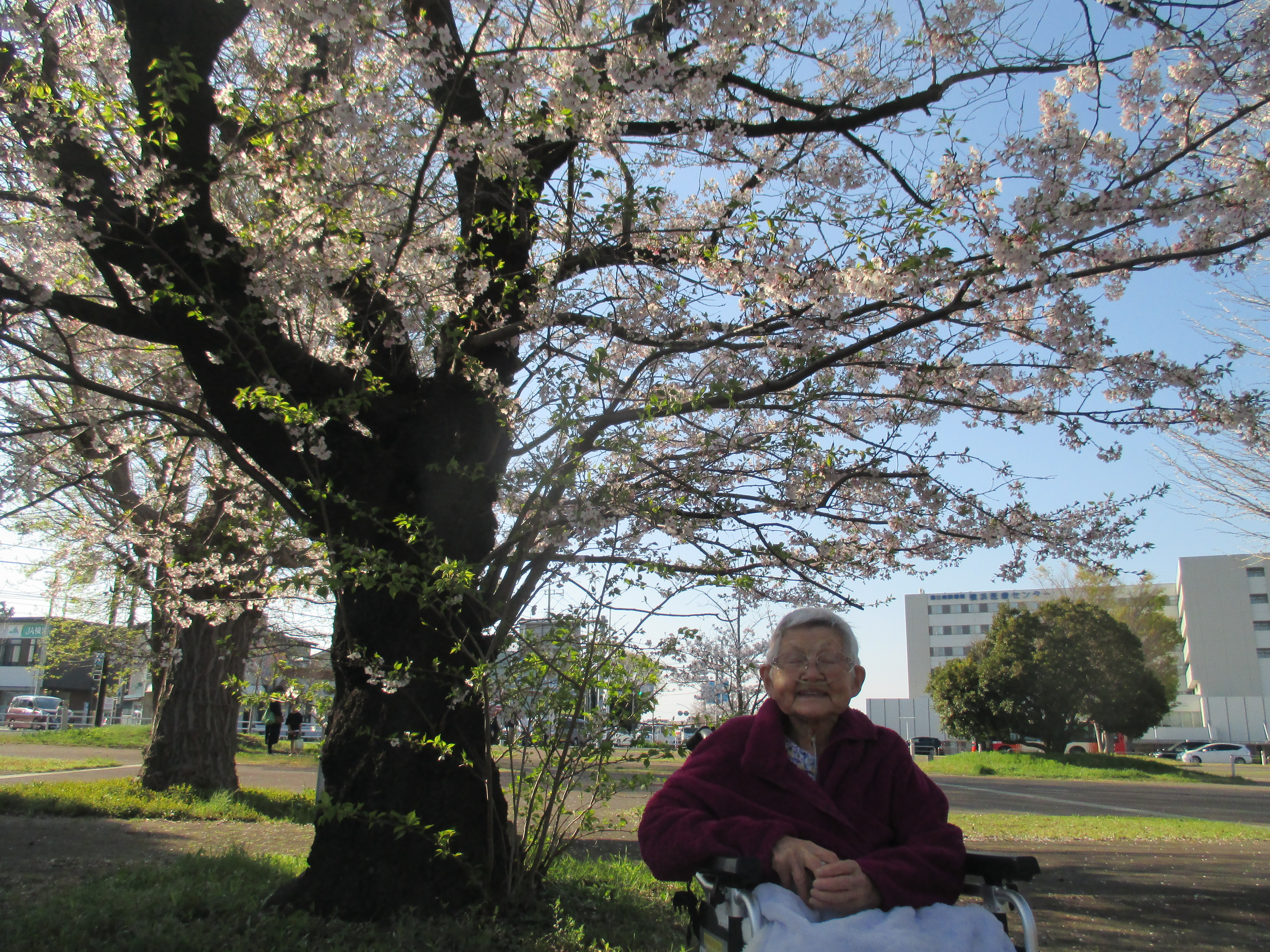 桜を見に行きました