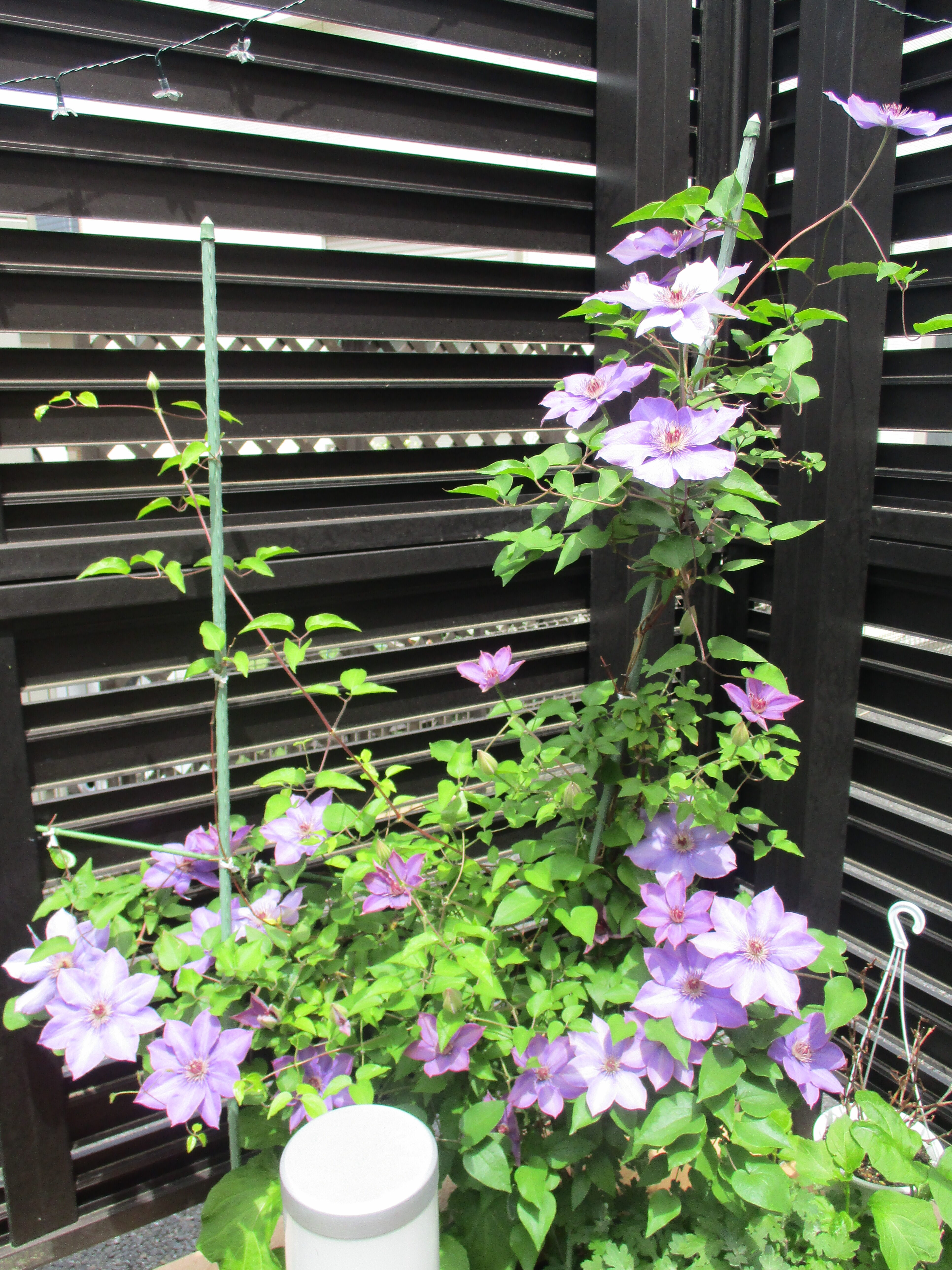 テッセンの花が咲きました～。ご近所さんの歌と手品の披露がありました。