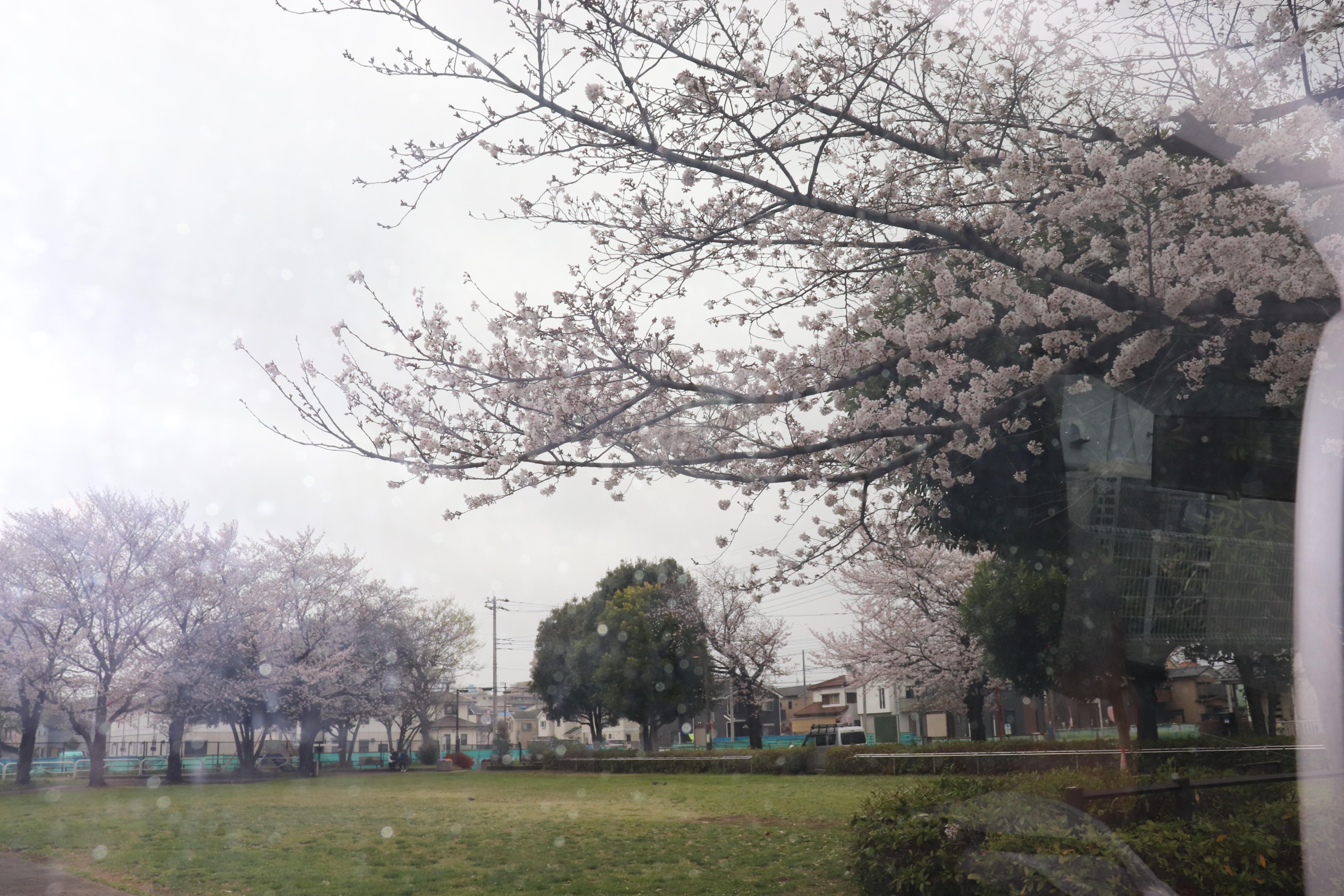 お花見ドライブ