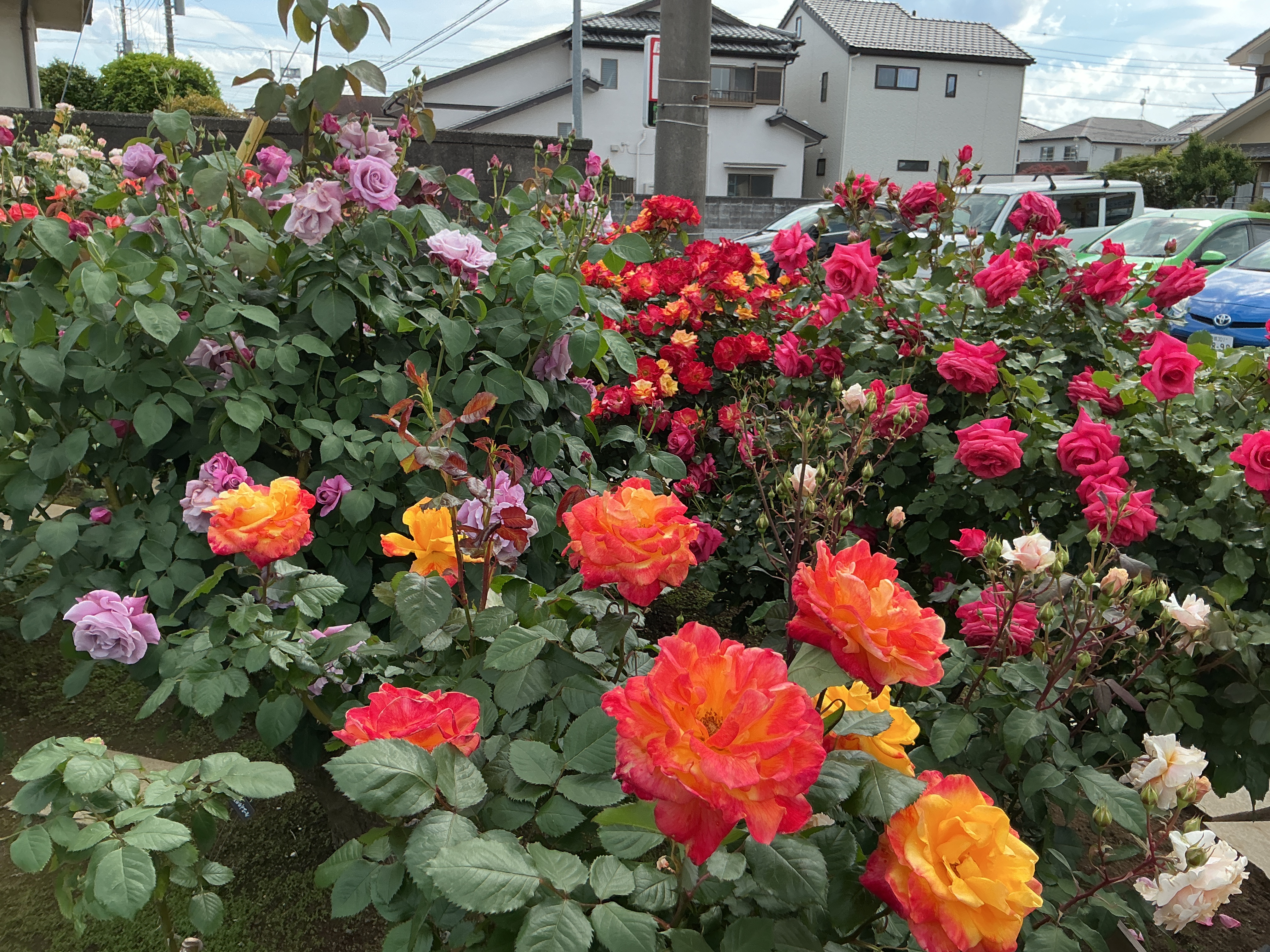 バラ園🌹