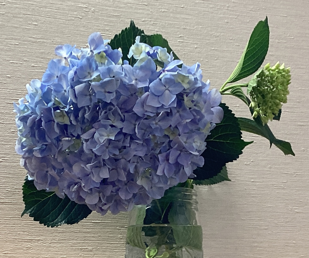 紫陽花の花