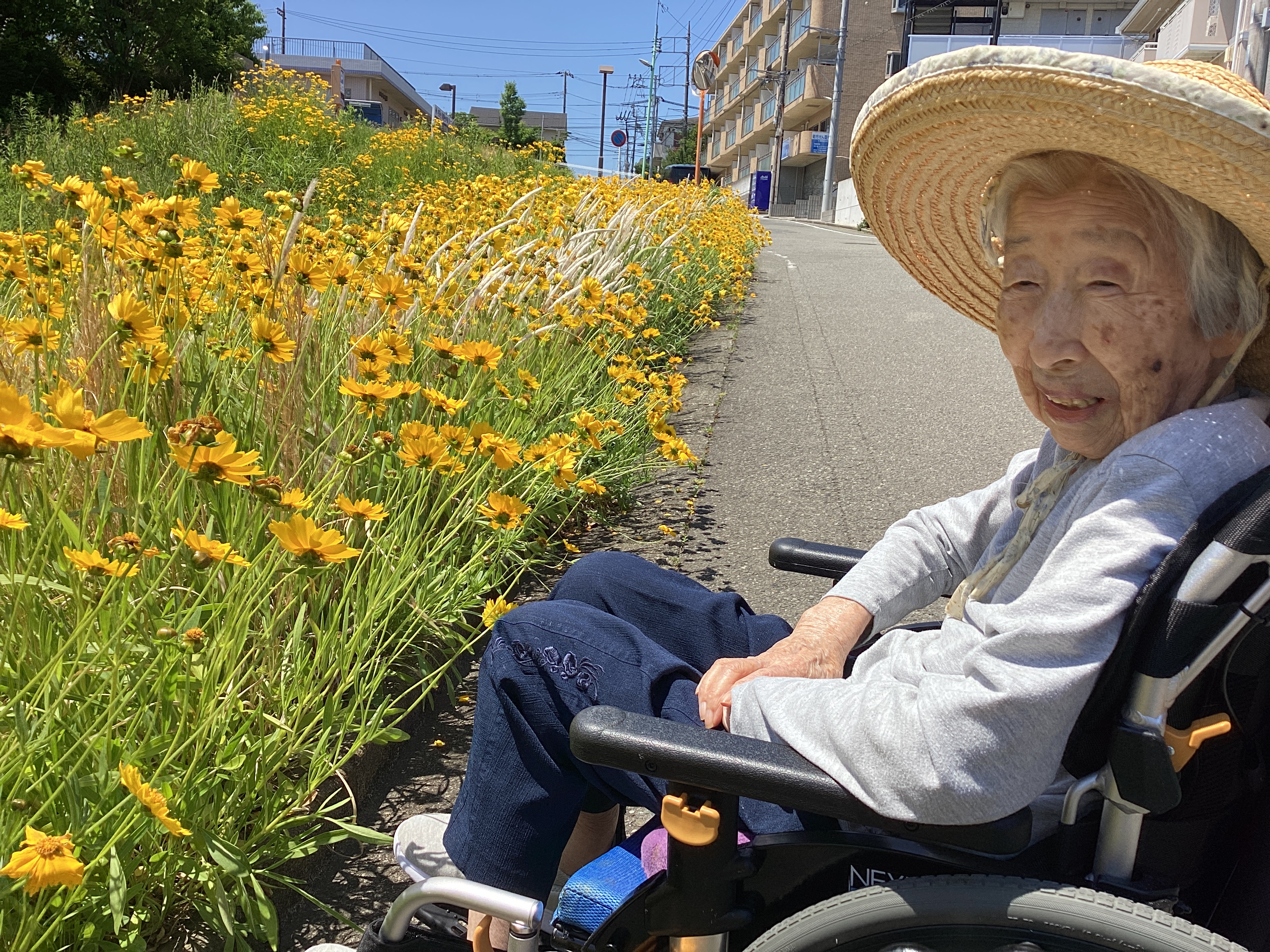 春のコスモスと一緒に