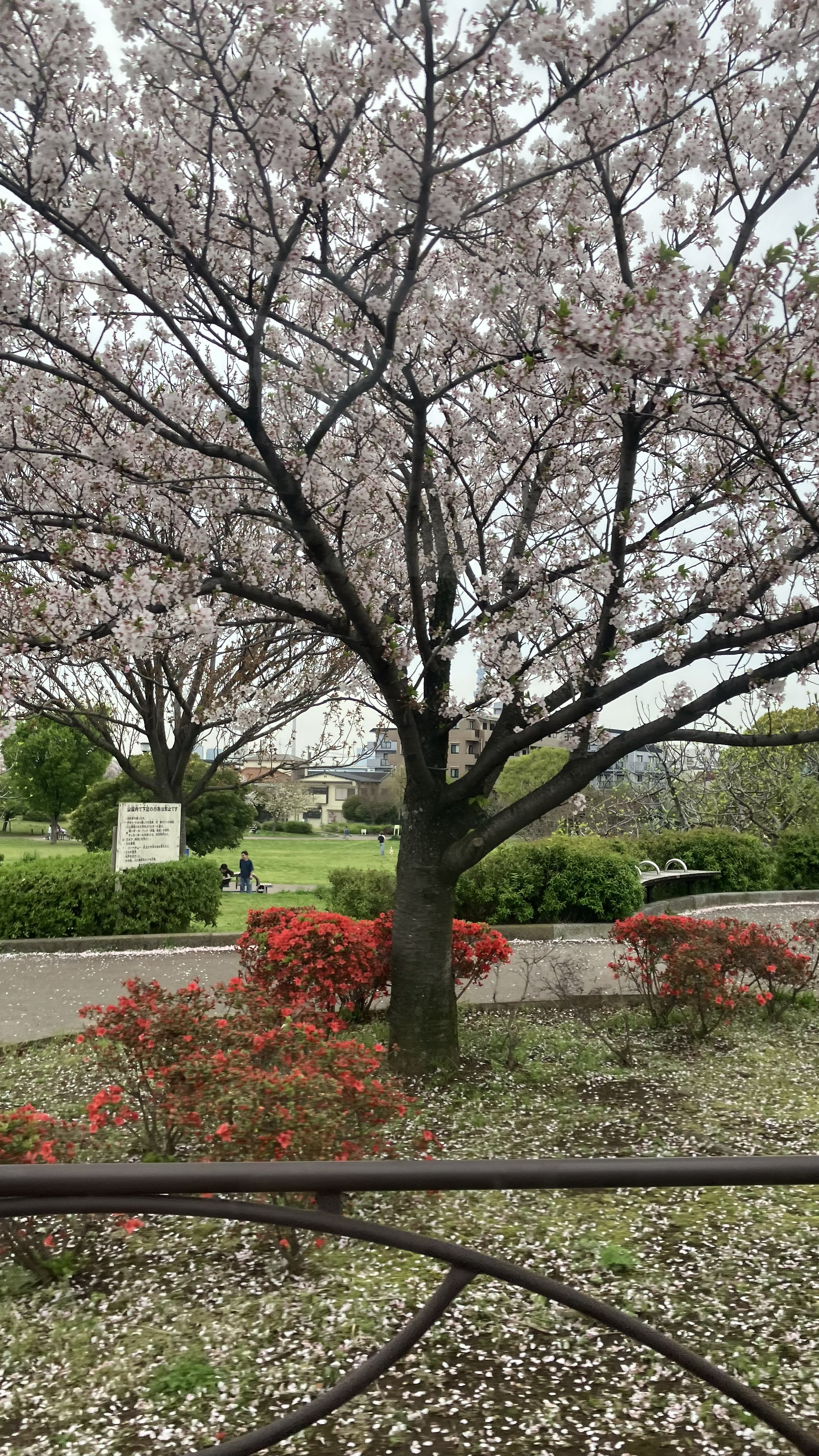 【葛飾奥戸】お花見ドライブ（4月）