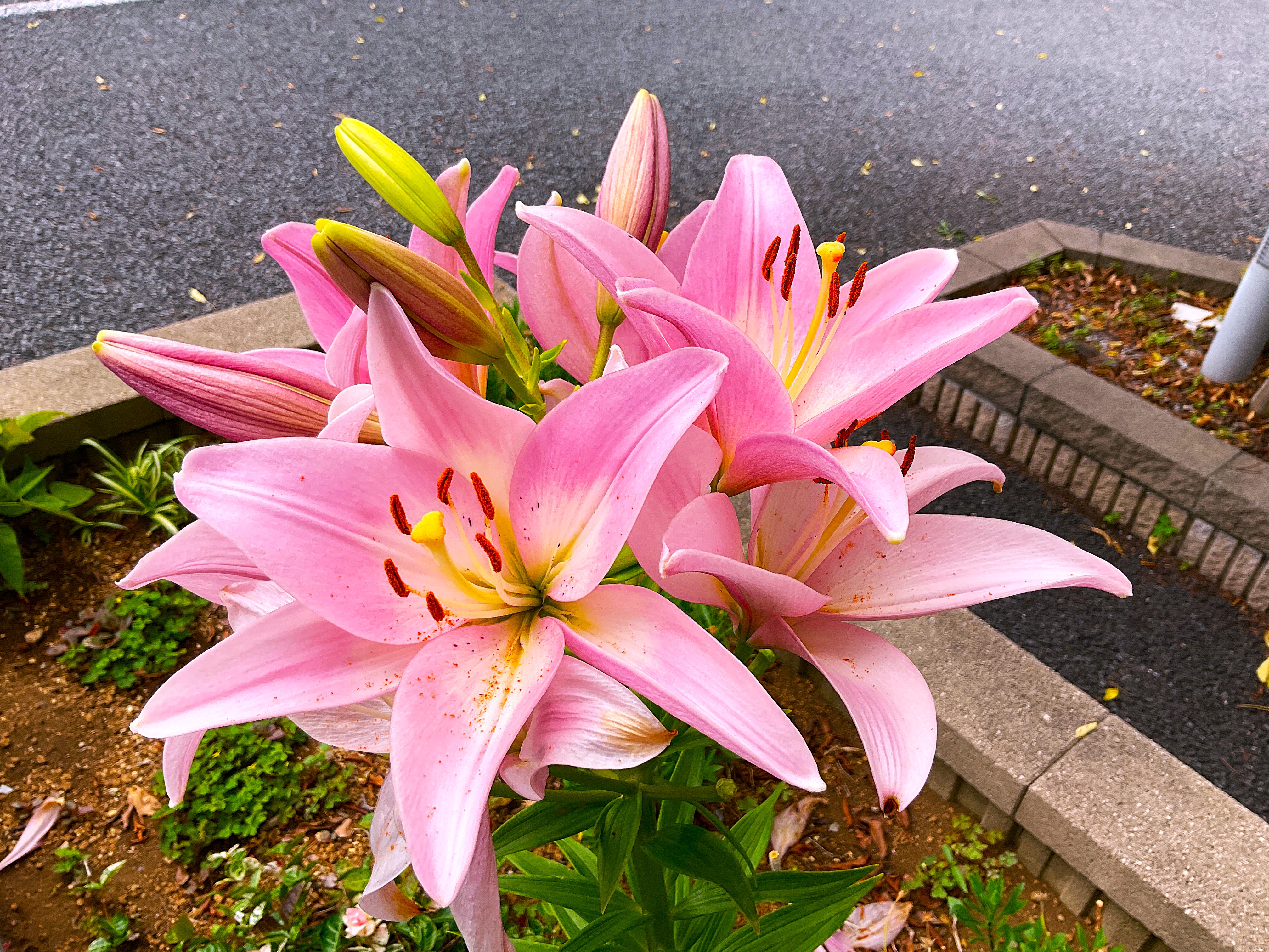 花🪷はな🌷ハナ🏵️