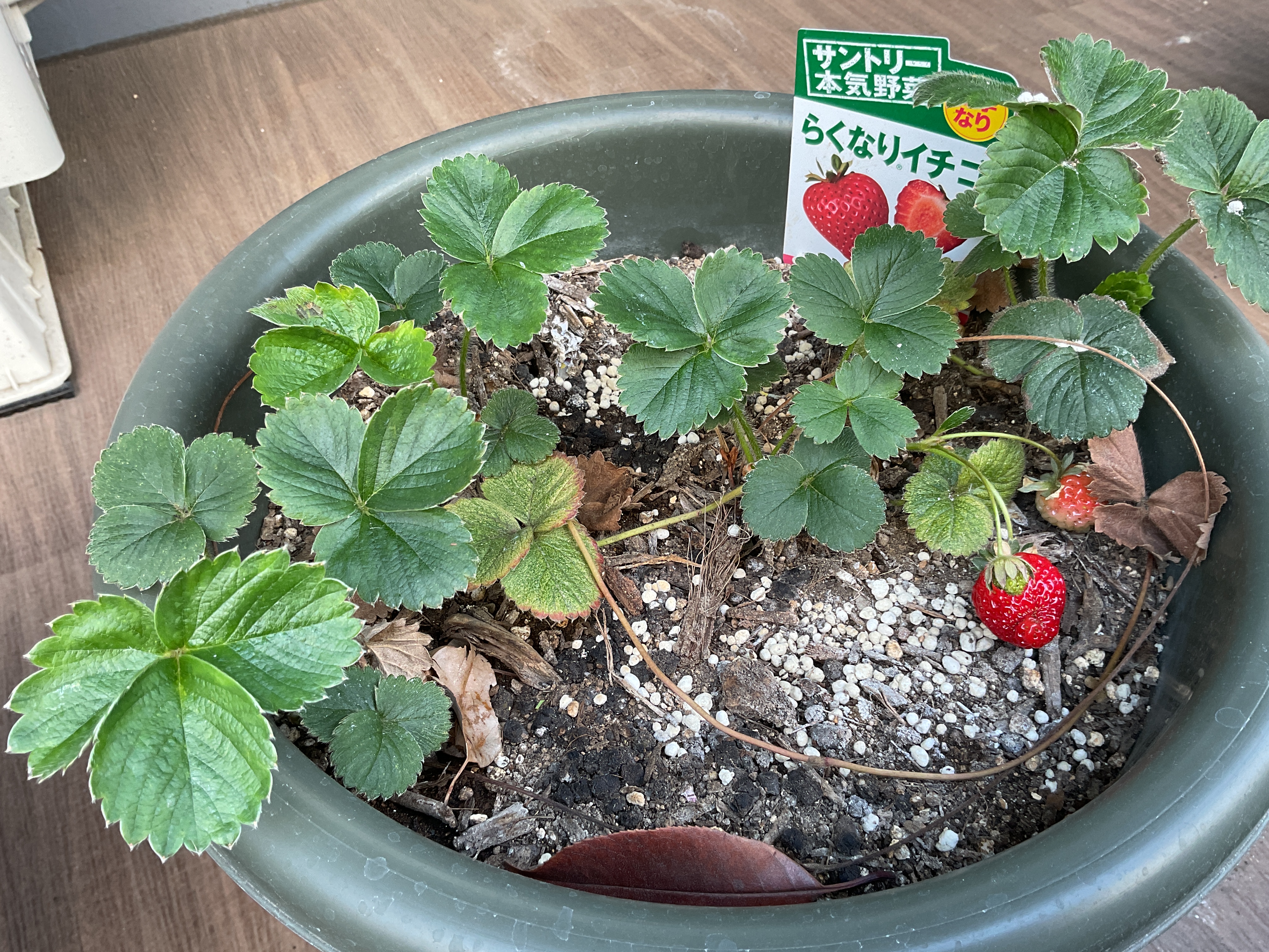 イチ、ニ、サン、ヨン、イチゴ～～✊🍓✨