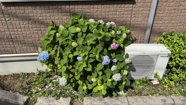 紫陽花と一緒に。